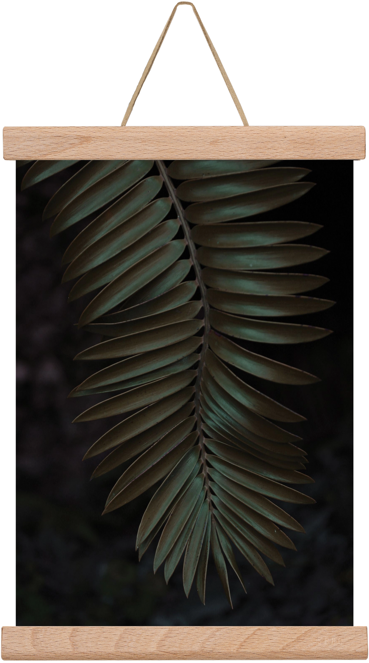 Cycad, 20x30 cm (20x30 cm), Tölgy akasztó