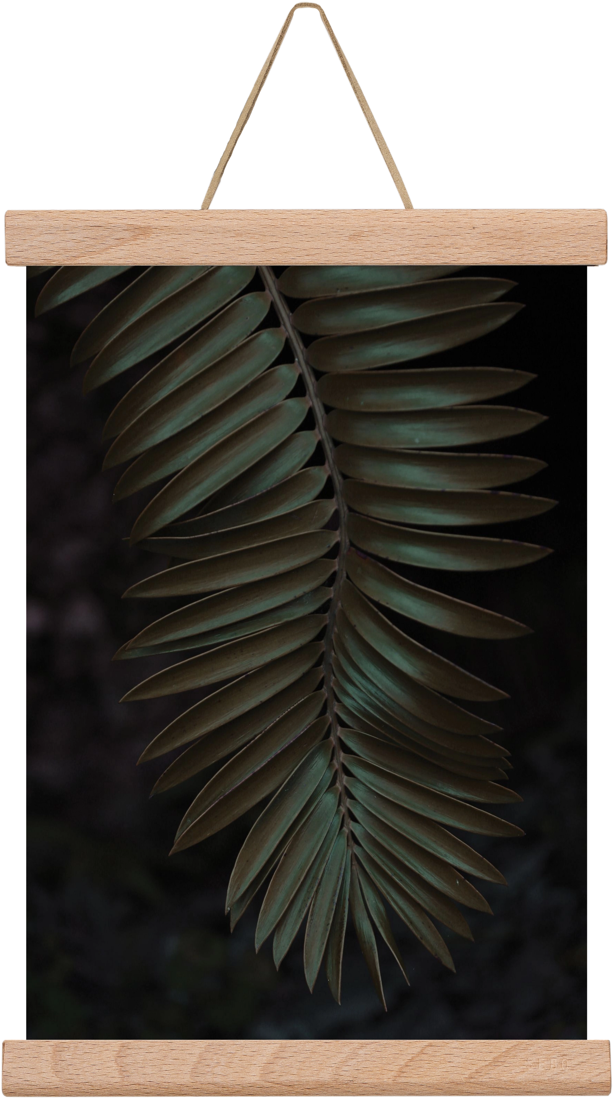 Cycad, 20x30 cm (20x30 cm), Tölgy akasztó