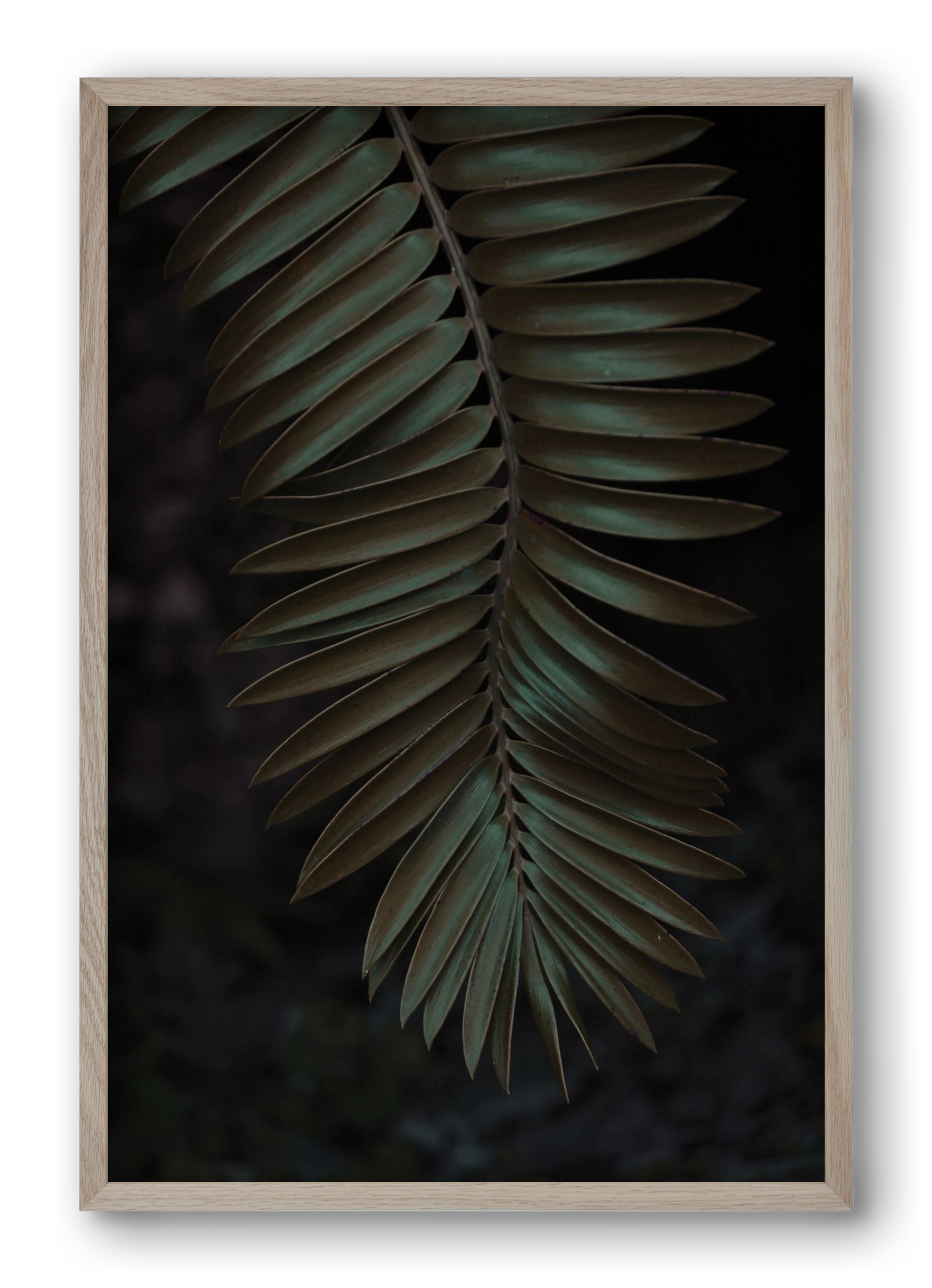 Cycad, 40x60 cm (40x60 cm), Tölgy keret