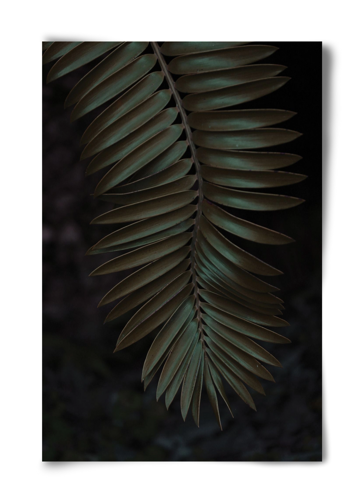 Cycad, 40x60 cm, Keret nélkül