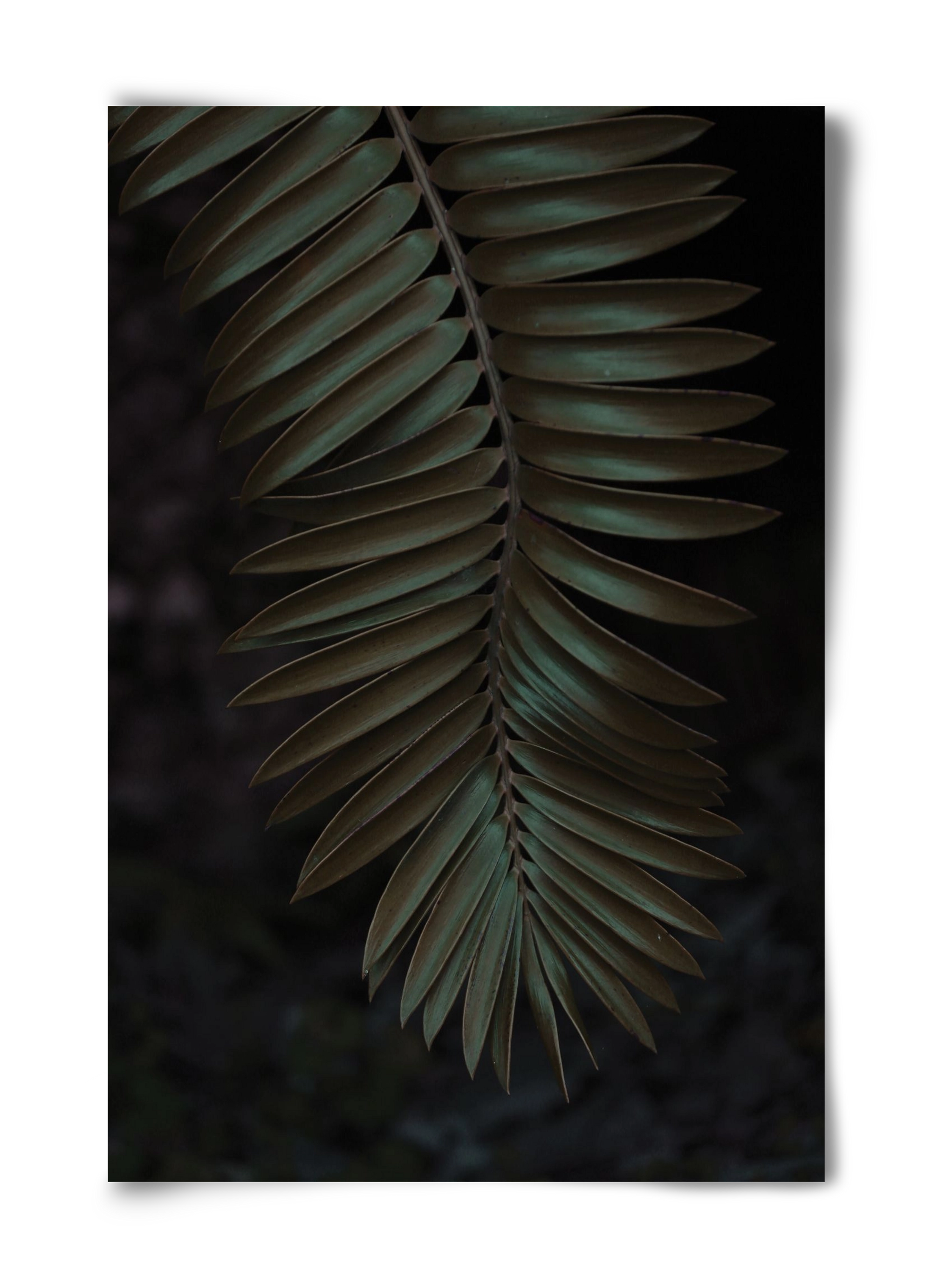 Cycad, 40x60 cm, Keret nélkül