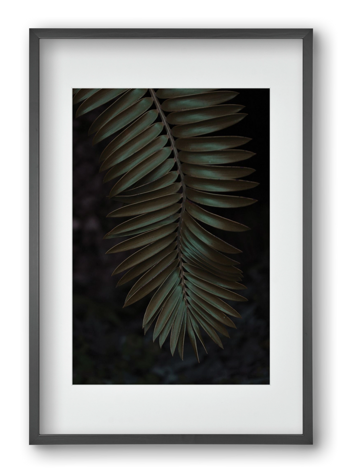 Cycad, 40x60 cm (30x45 cm), Fekete keret, paszpartuval