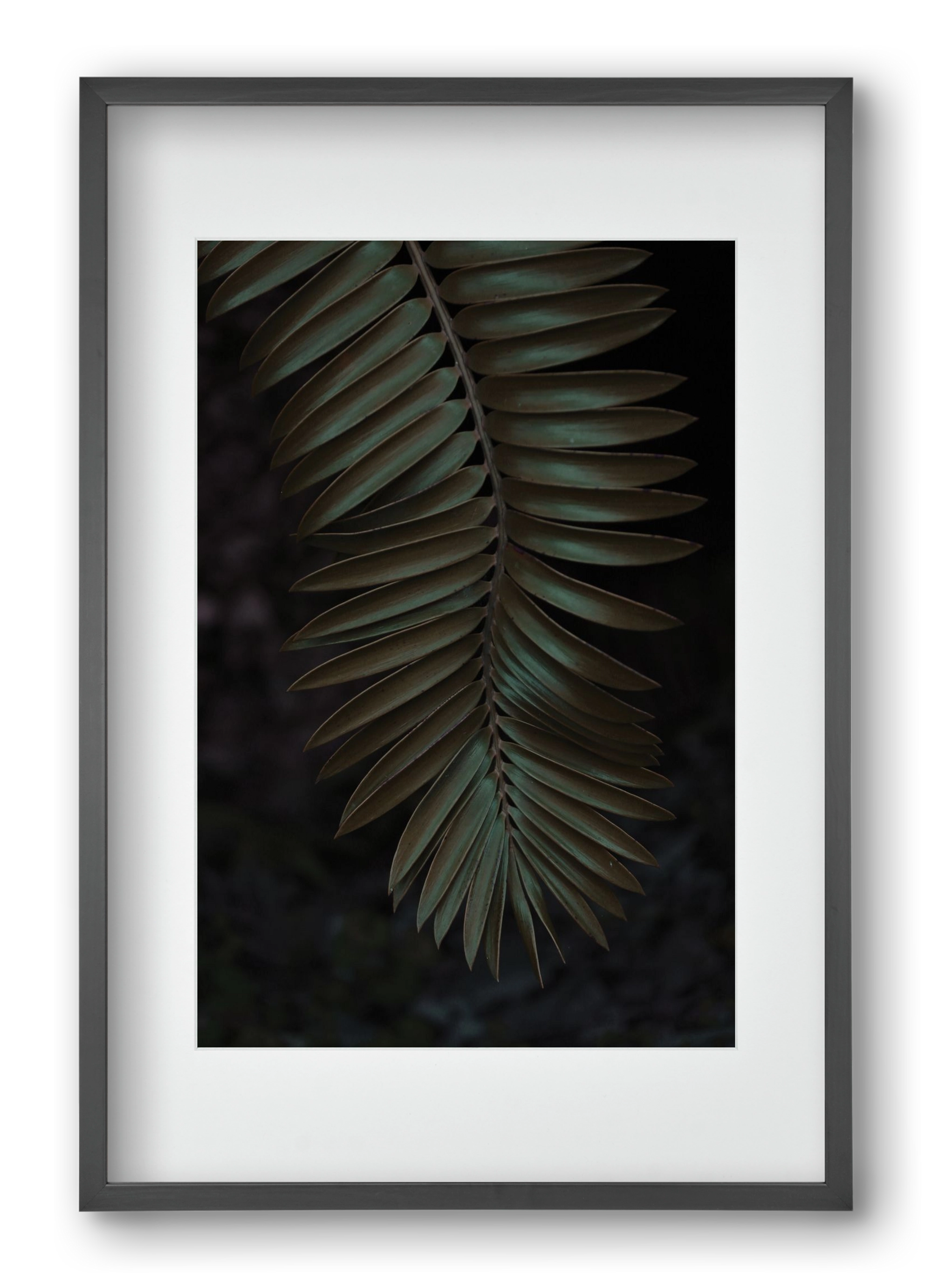 Cycad, 40x60 cm (30x45 cm), Fekete keret, paszpartuval