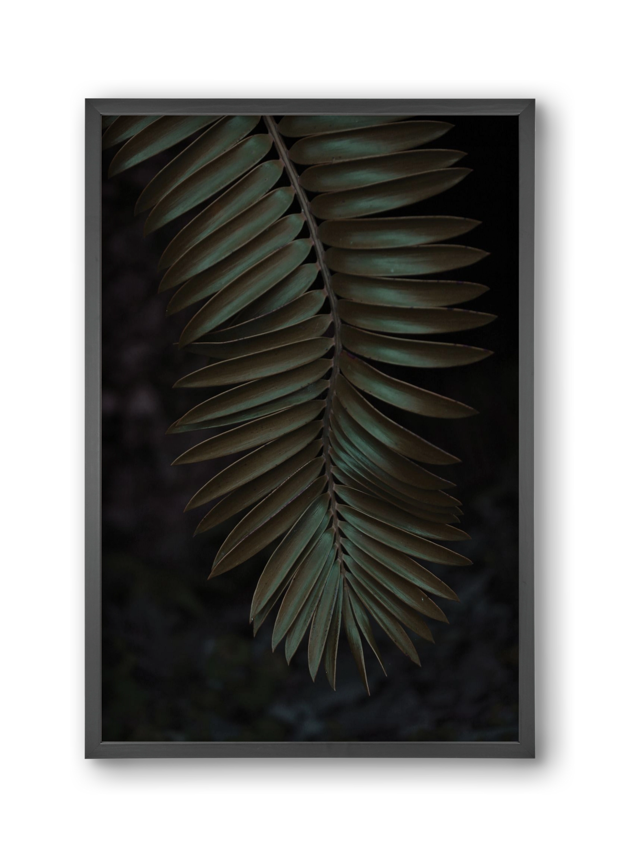 Cycad, 30x45 cm (30x45 cm), Fekete keret