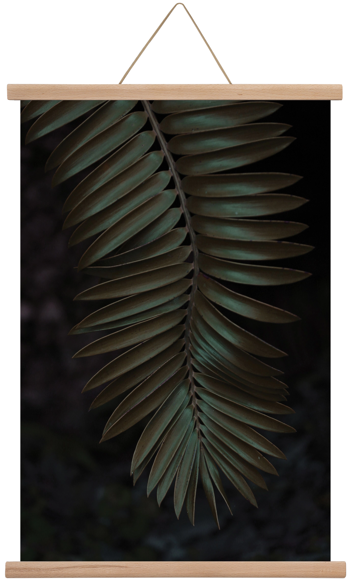 Cycad, 40x60 cm (40x60 cm), Tölgy akasztó