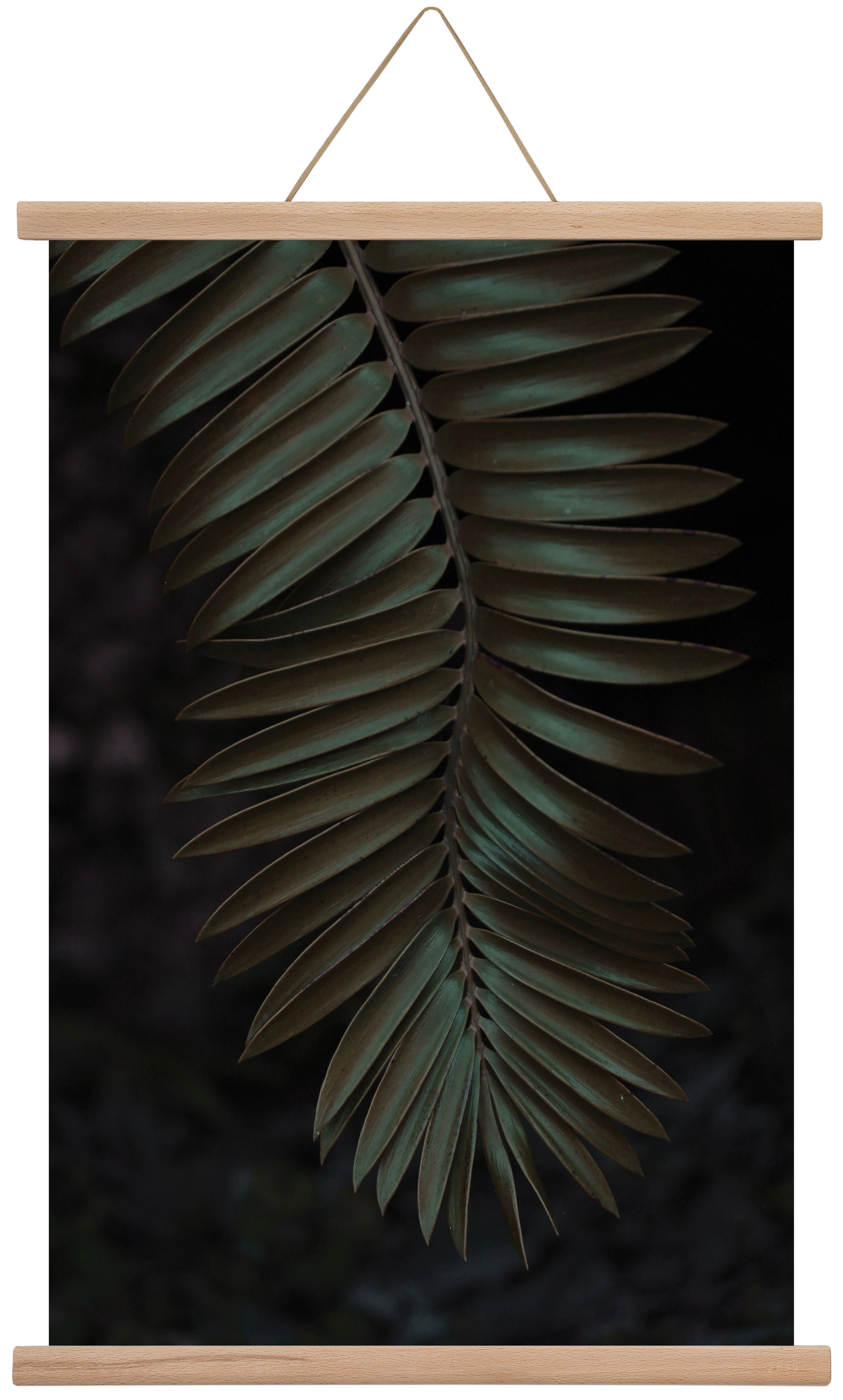 Cycad, 40x60 cm (40x60 cm), Tölgy akasztó