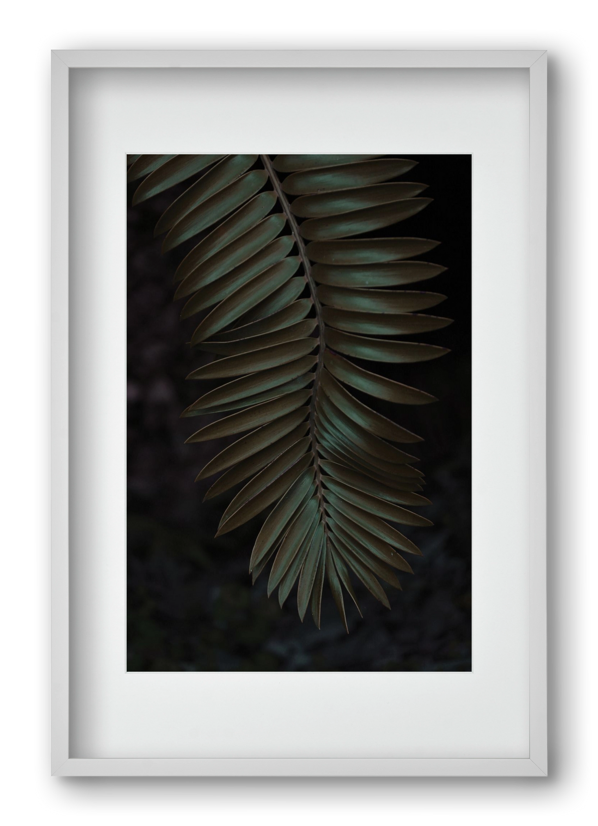 Cycad, 40x60 cm (30x45 cm), Fehér keret, paszpartuval