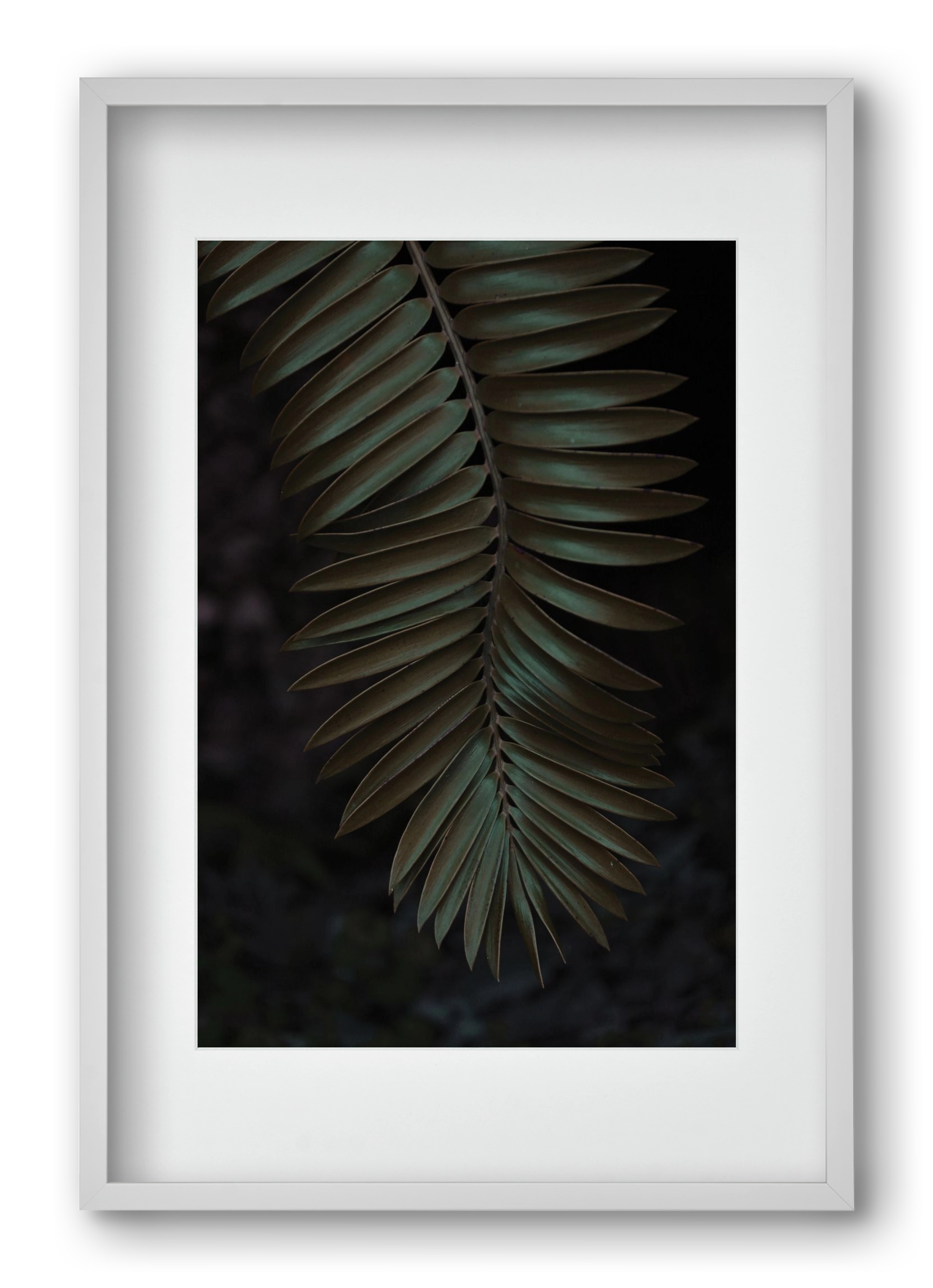 Cycad, 40x60 cm (30x45 cm), Fehér keret, paszpartuval