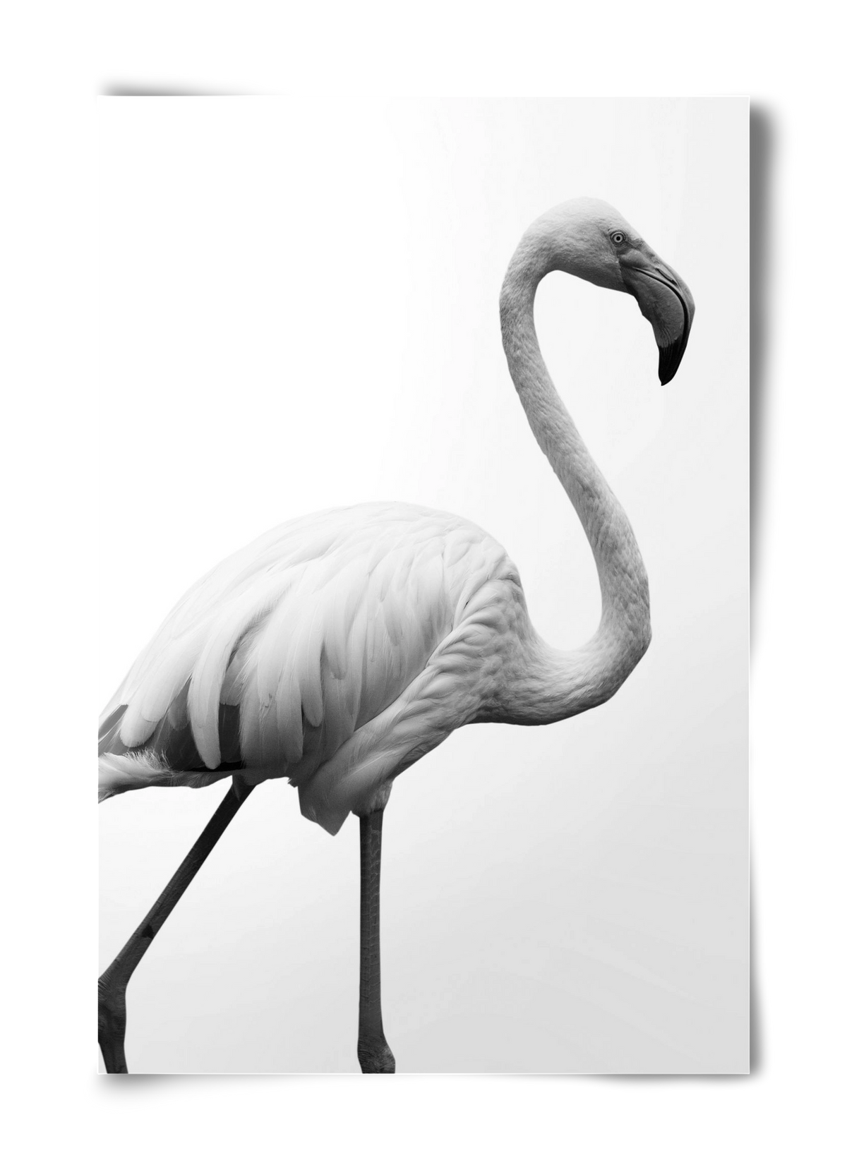 Dancer, 40x60 cm, Keret nélkül