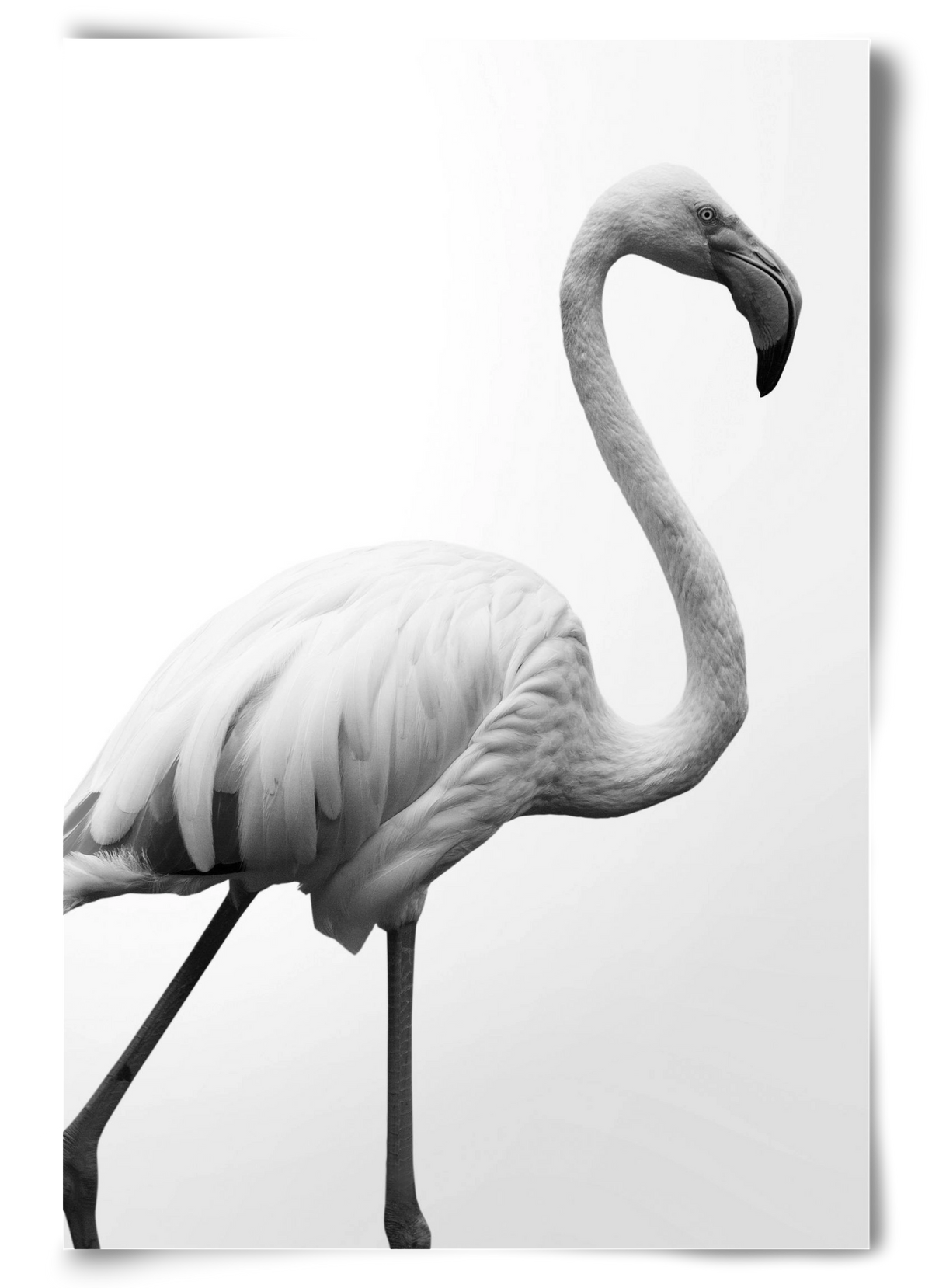 Dancer, 60x90 cm, Keret nélkül