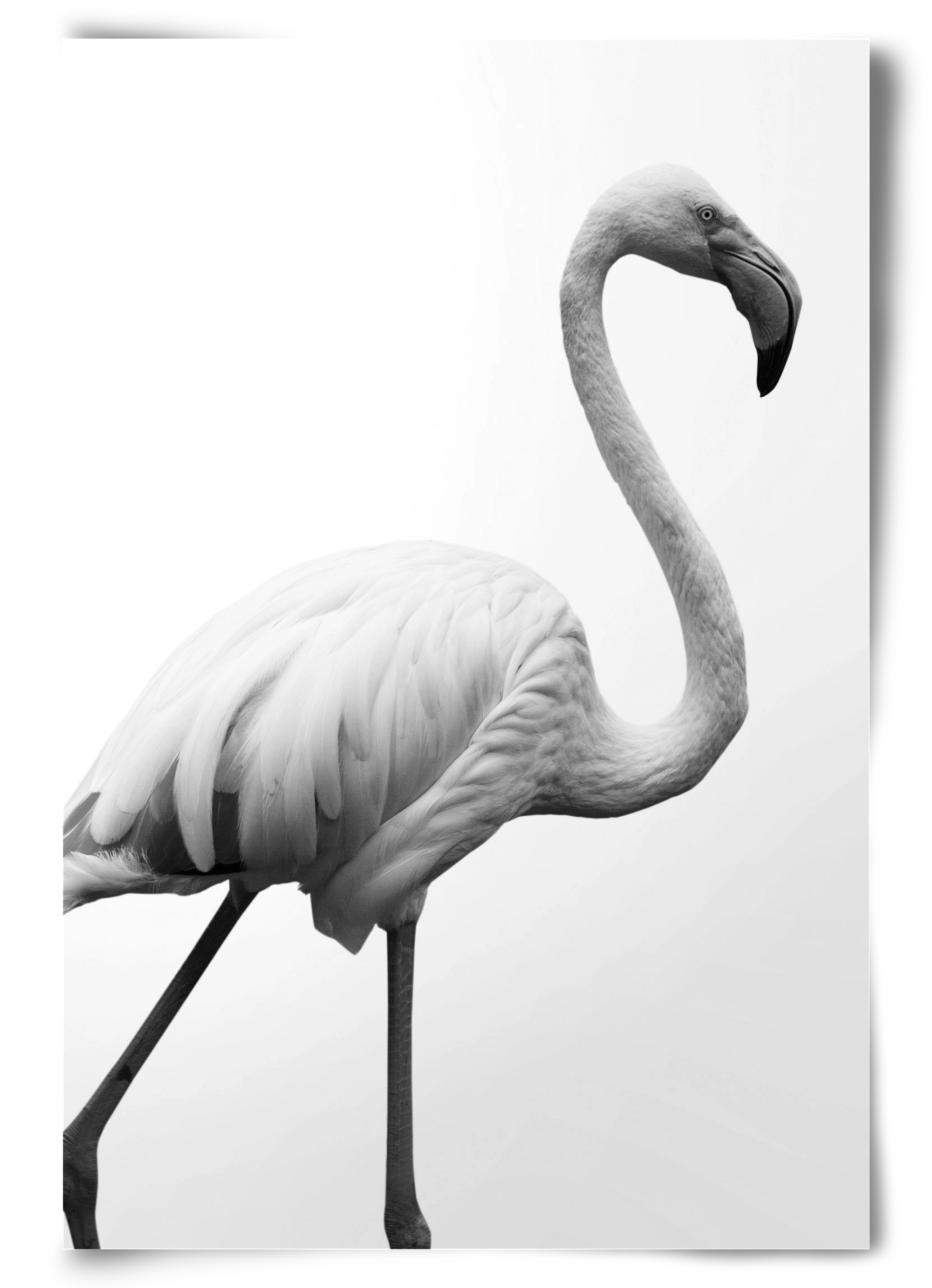 Dancer, 60x90 cm, Keret nélkül