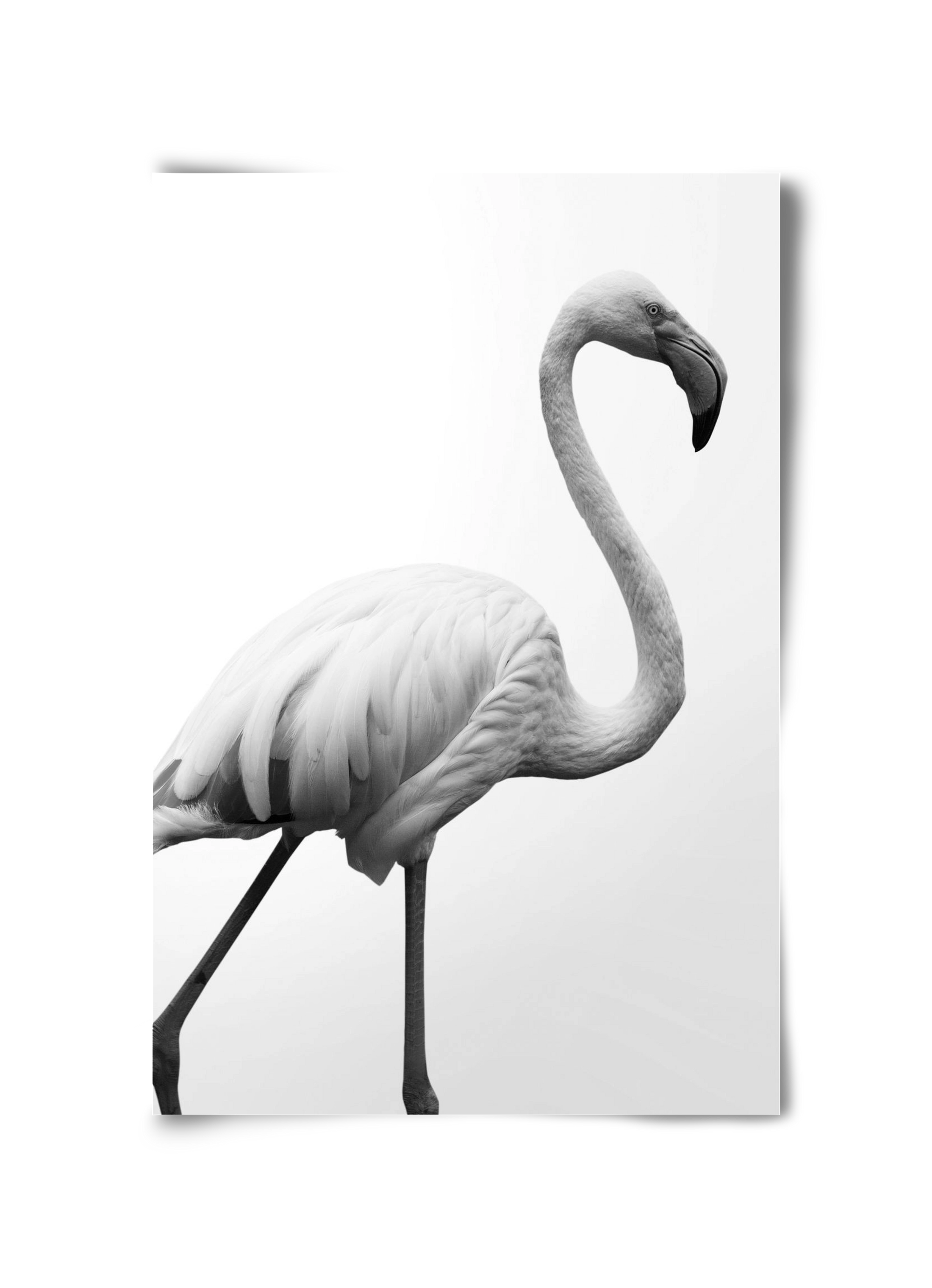 Dancer, 30x45 cm, Keret nélkül