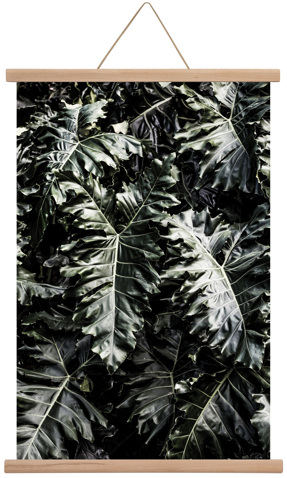 Monster, 40x60 cm (40x60 cm), Tölgy akasztó