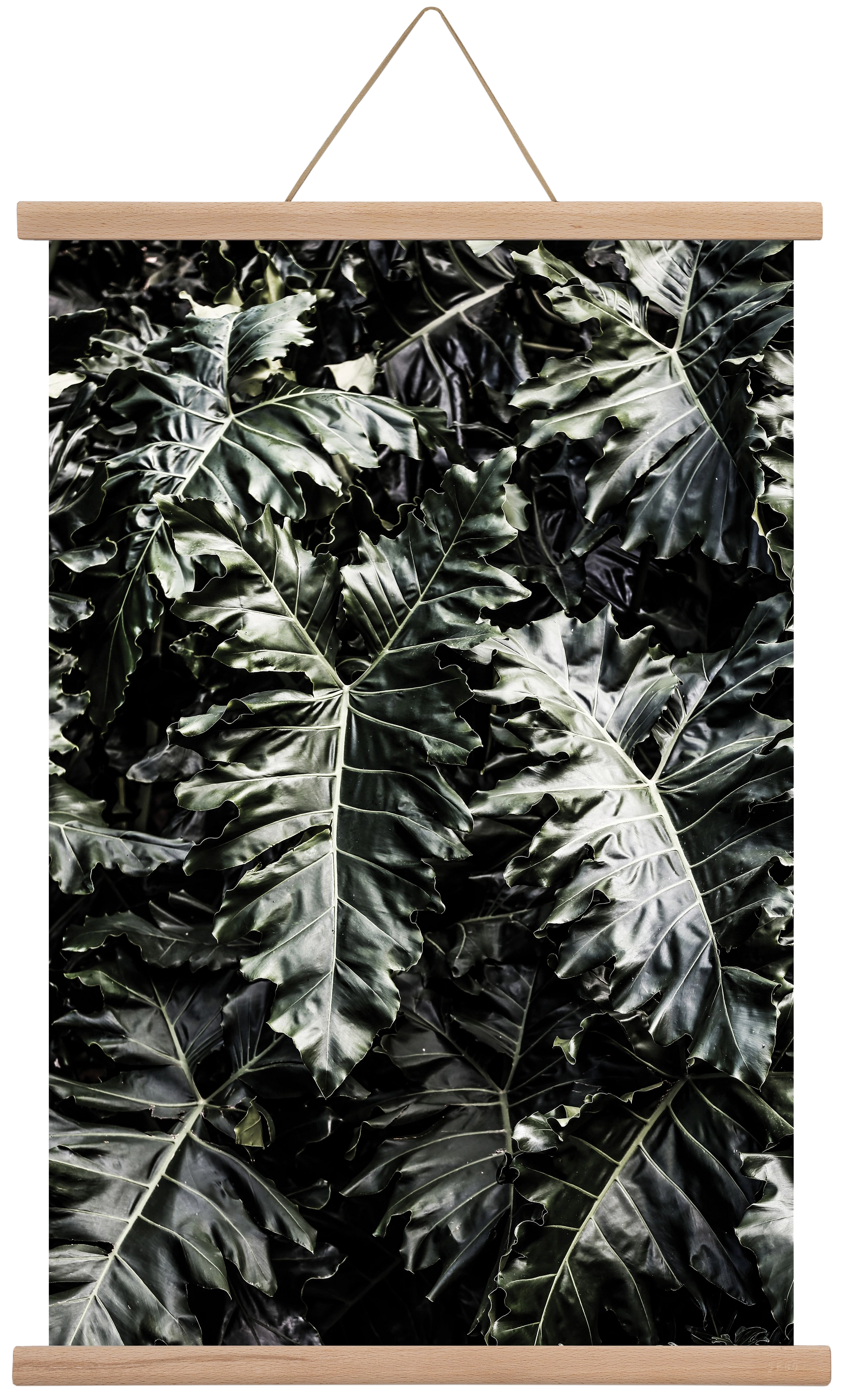 Monster, 40x60 cm (40x60 cm), Tölgy akasztó