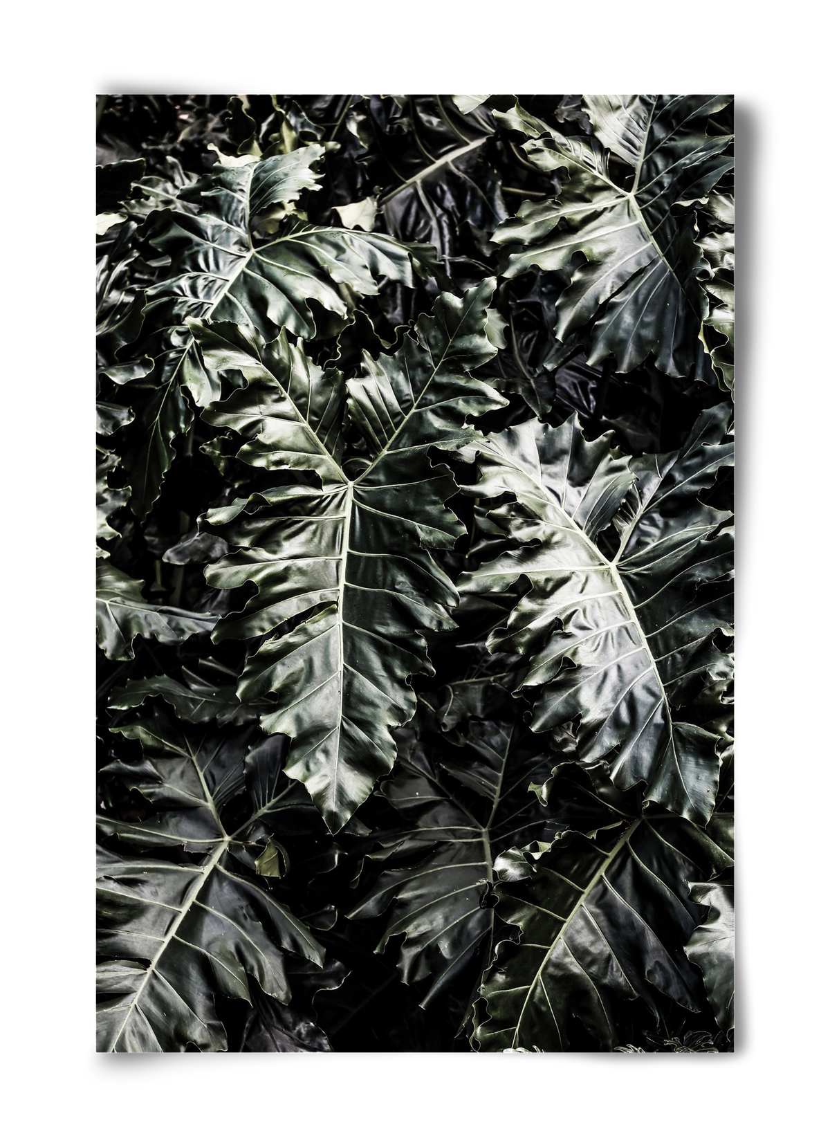 Monster, 40x60 cm, Keret nélkül