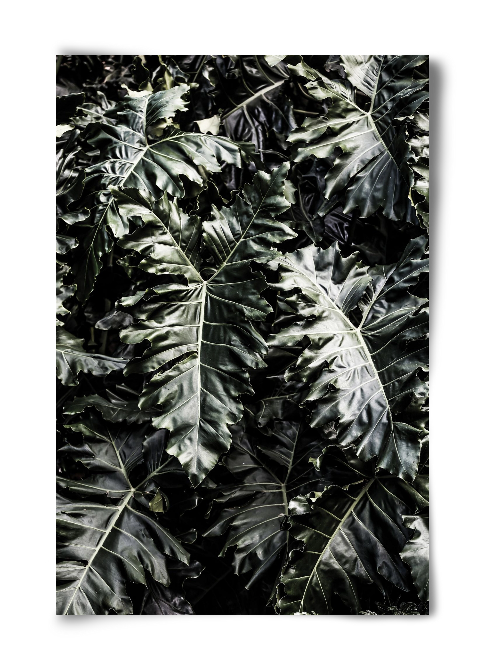 Monster, 40x60 cm, Keret nélkül