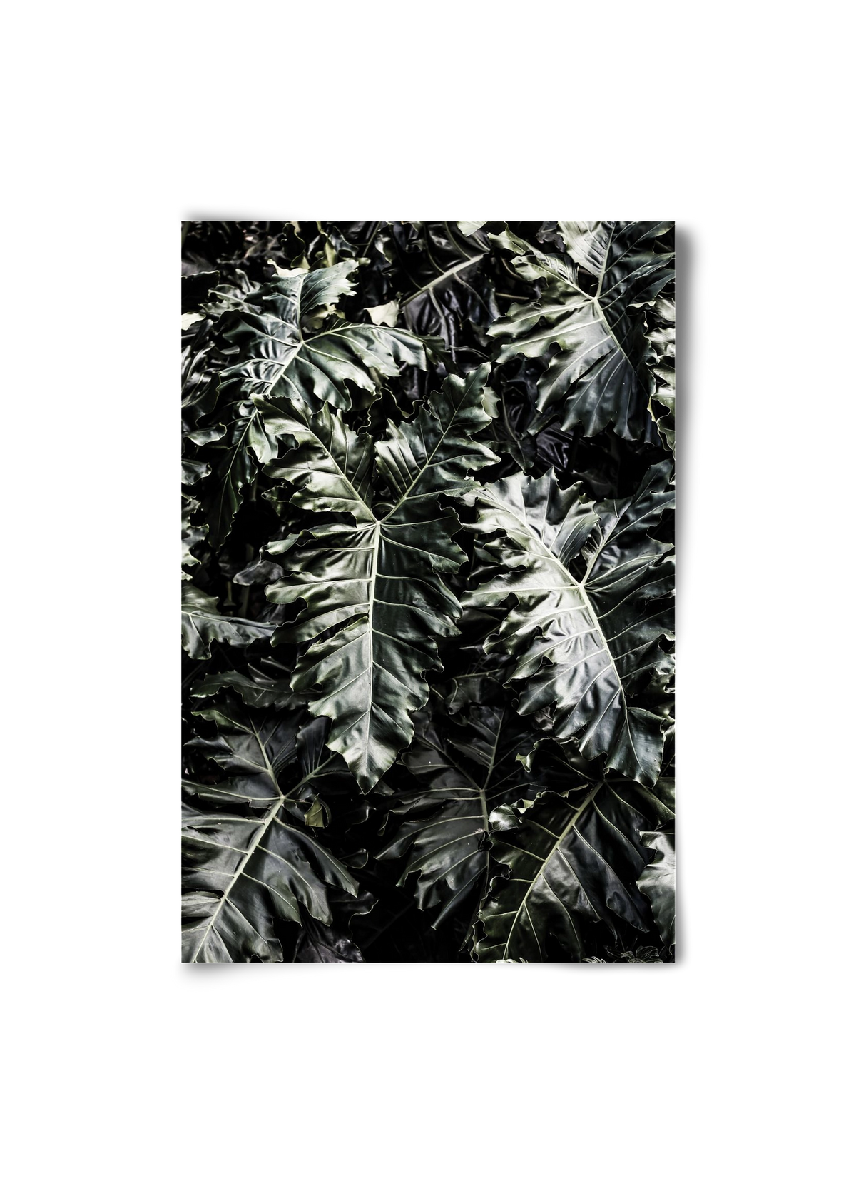 Monster, 20x30 cm, Keret nélkül