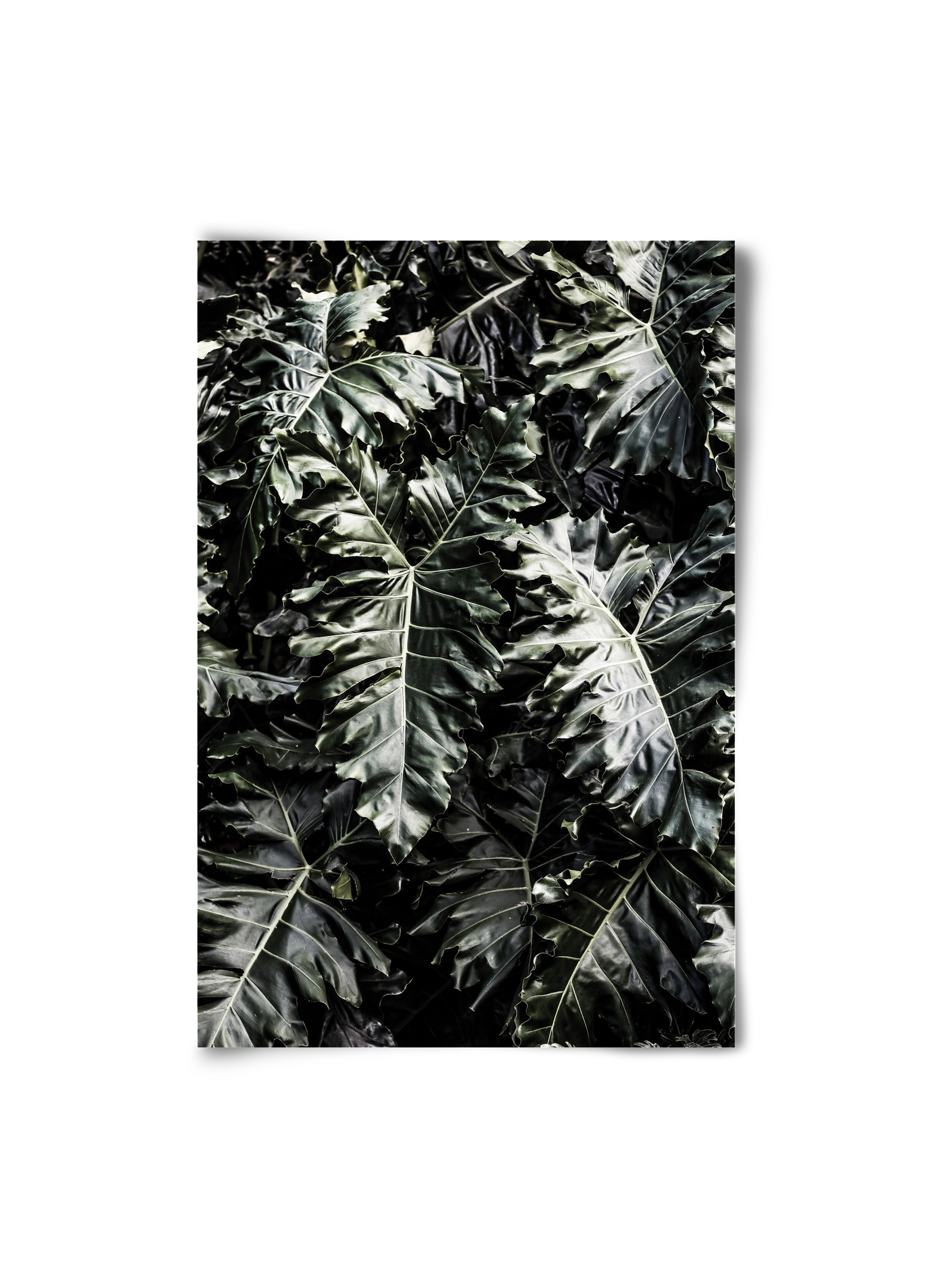 Monster, 20x30 cm, Keret nélkül