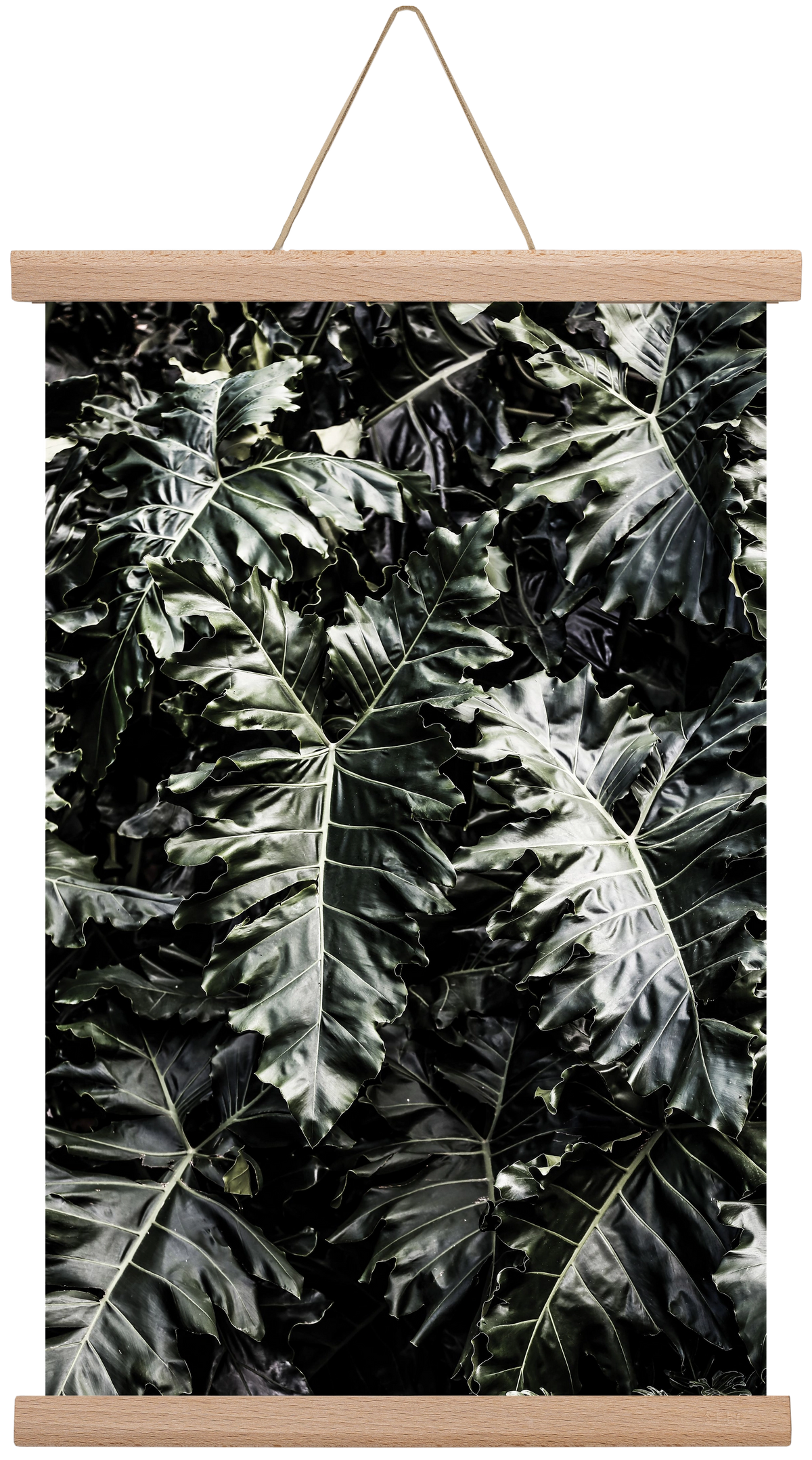 Monster, 30x45 cm (30x45 cm), Tölgy akasztó