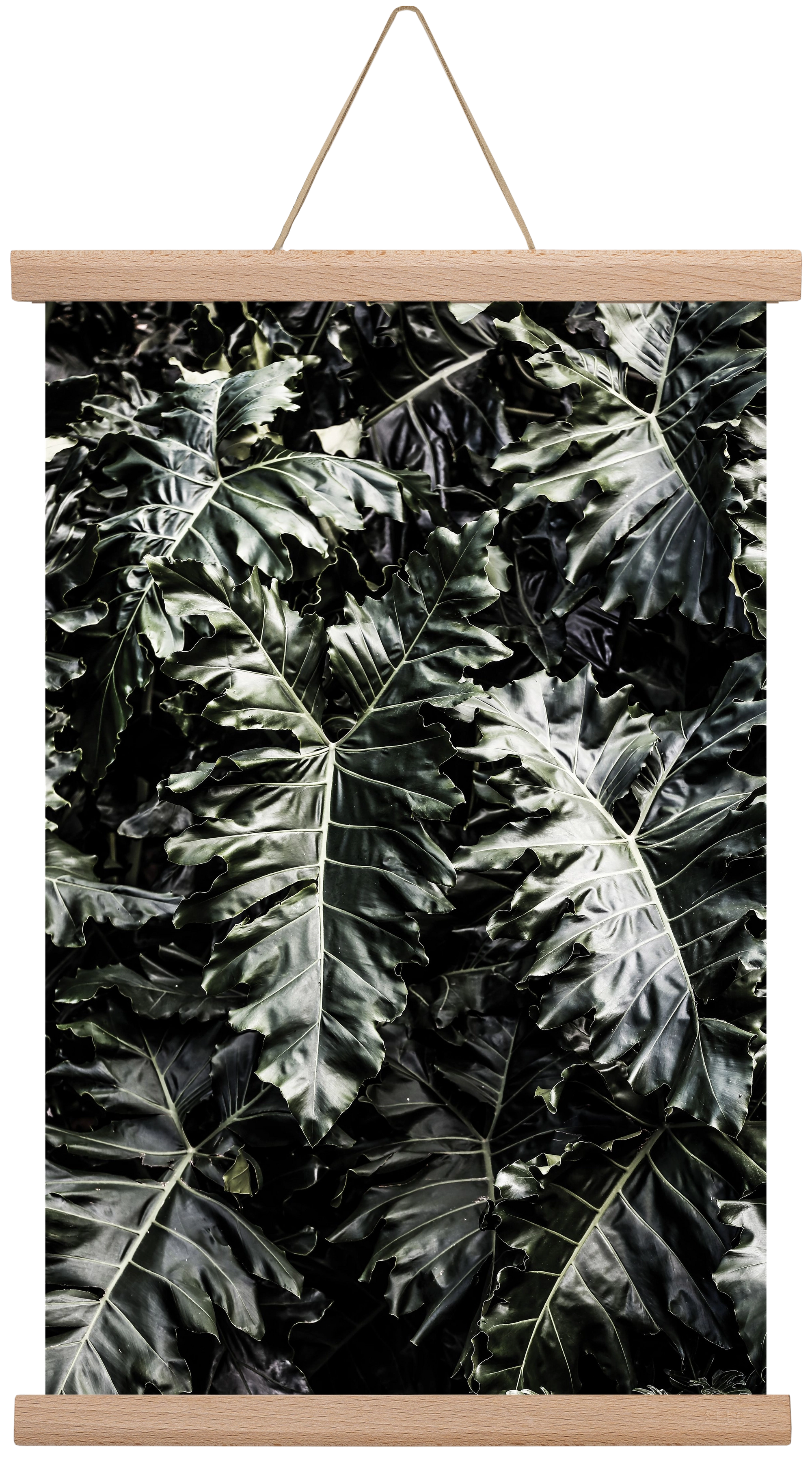 Monster, 30x45 cm (30x45 cm), Tölgy akasztó