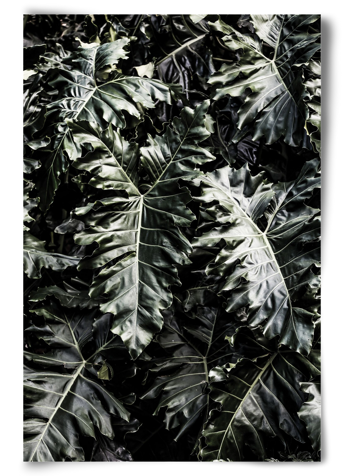 Monster, 60x90 cm, Keret nélkül