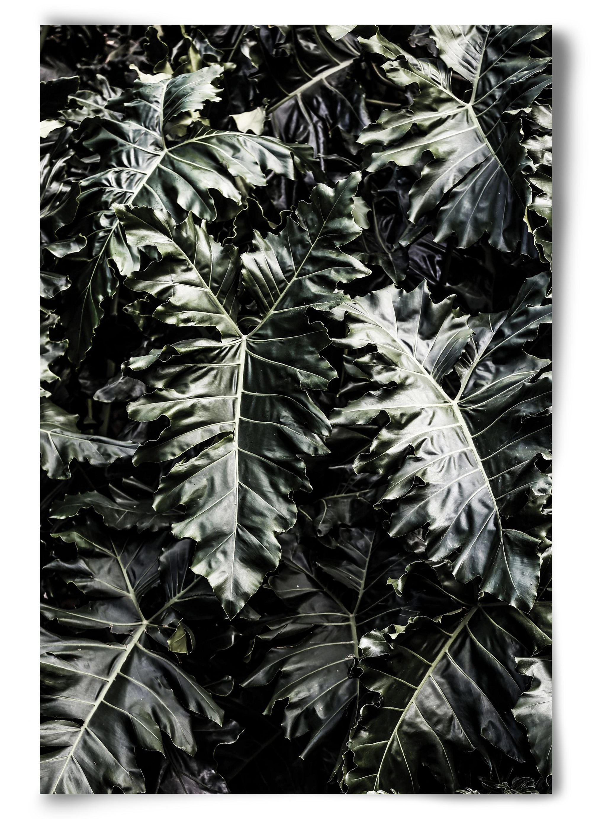 Monster, 60x90 cm, Keret nélkül