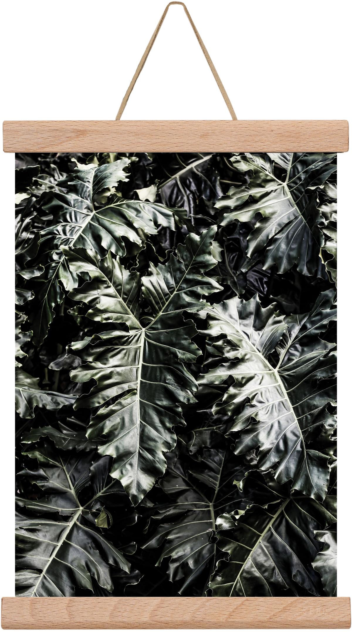 Monster, 20x30 cm (20x30 cm), Tölgy akasztó