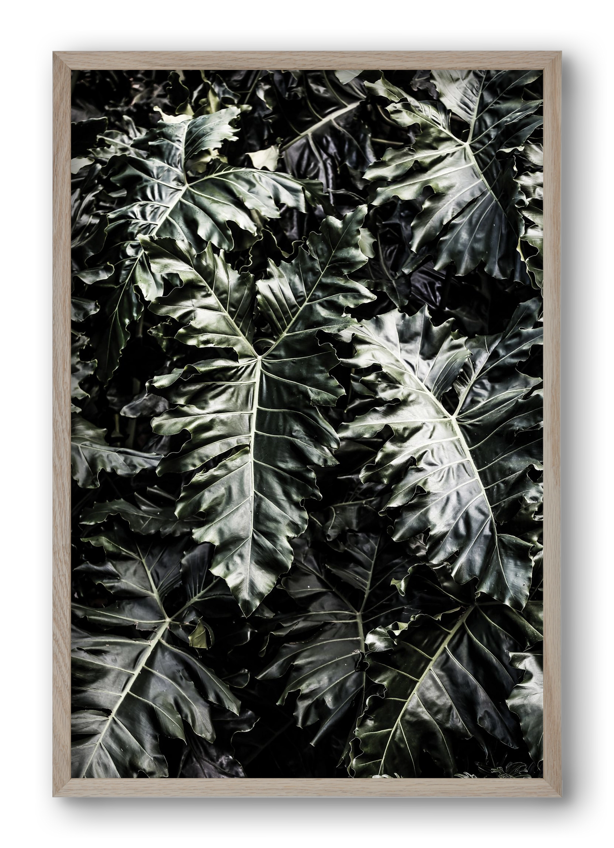 Monster, 40x60 cm (40x60 cm), Tölgy keret