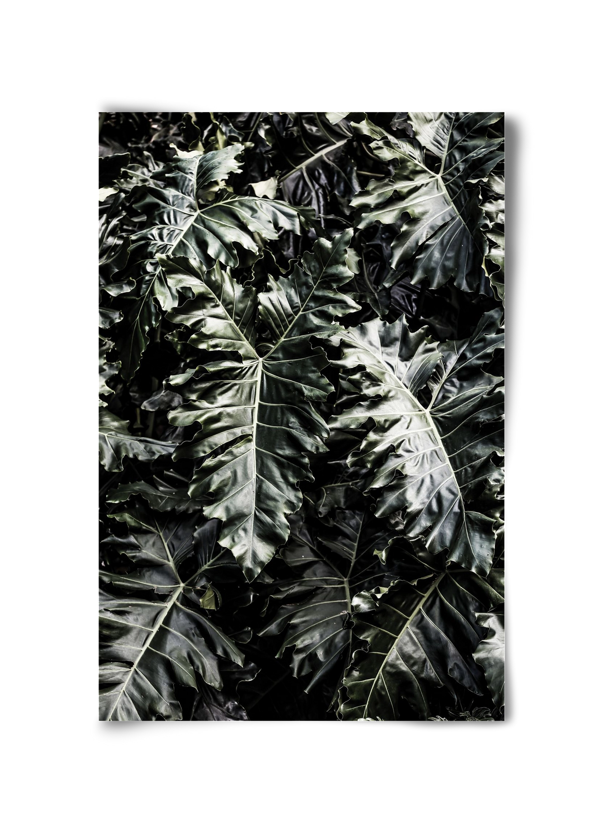 Monster, 30x45 cm, Keret nélkül