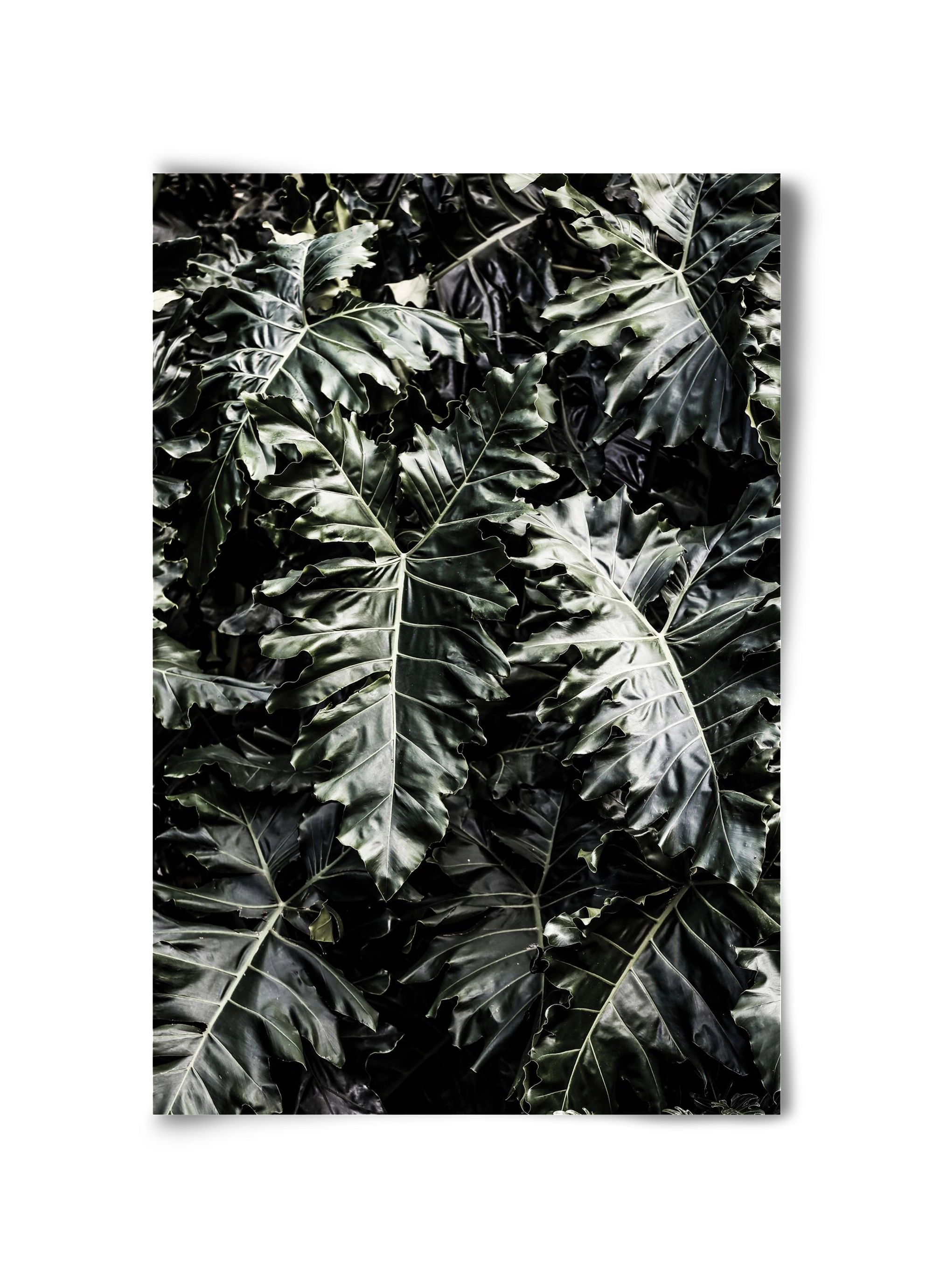 Monster, 30x45 cm, Keret nélkül