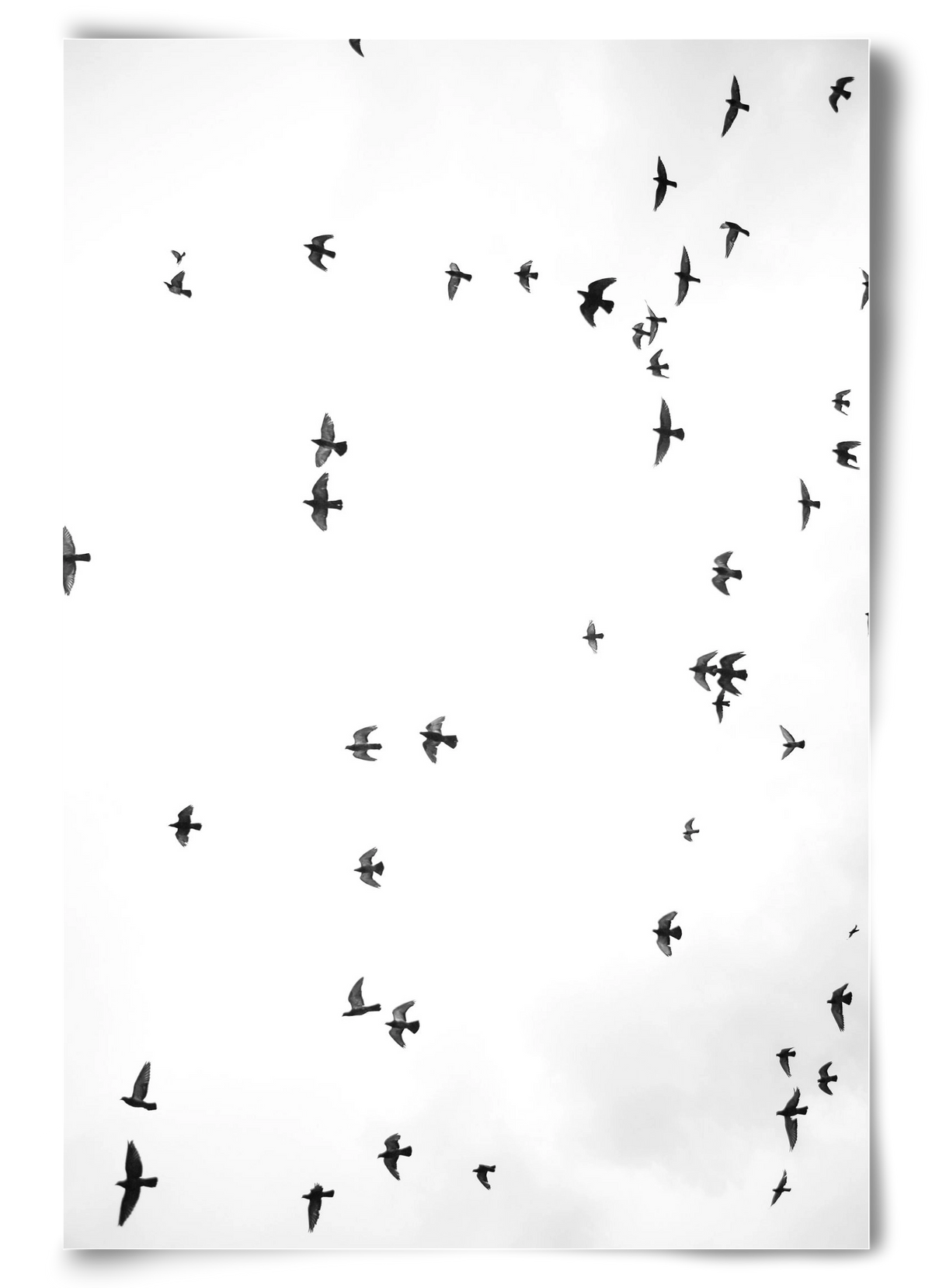 Flight and freedom, 60x90 cm, Keret nélkül