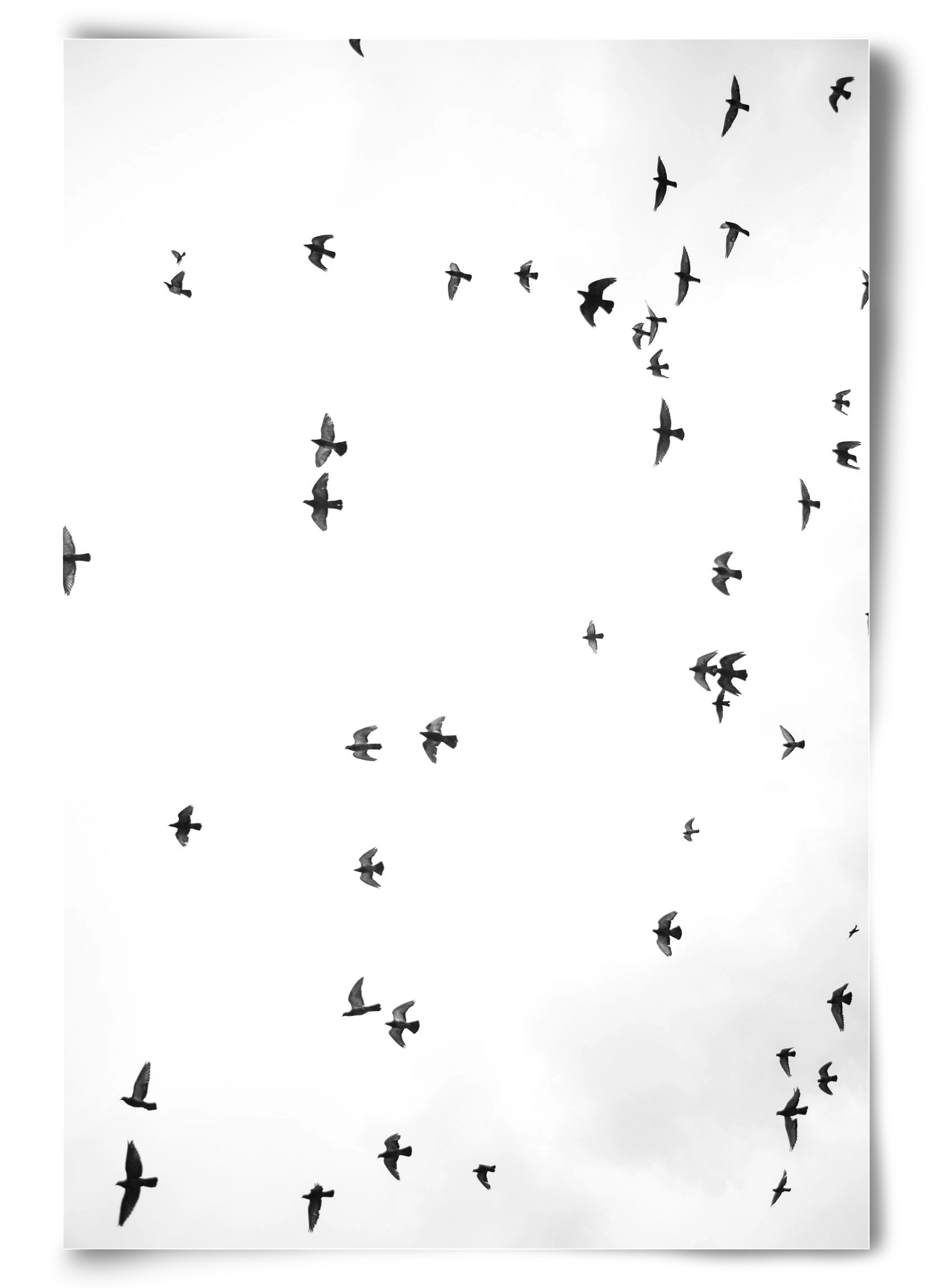 Flight and freedom, 60x90 cm, Keret nélkül