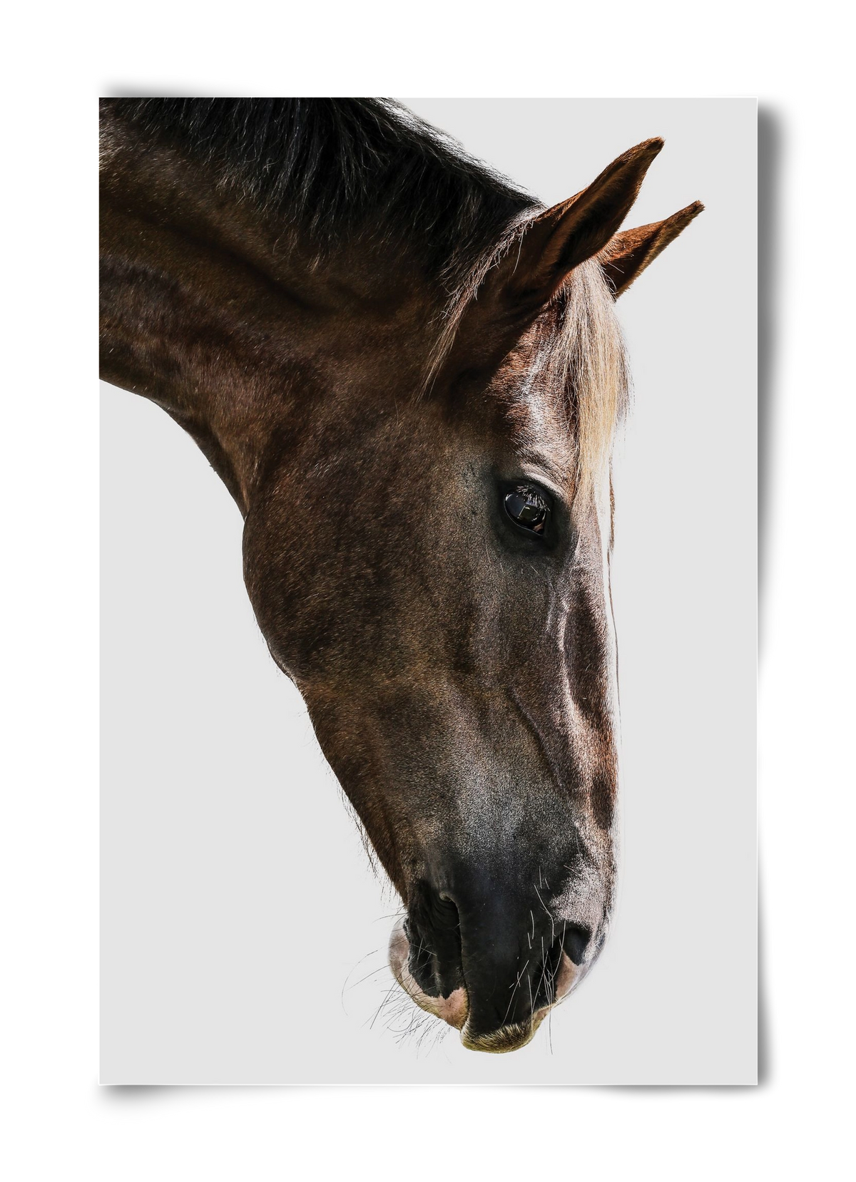 Kalimazoo, 40x60 cm, Keret nélkül