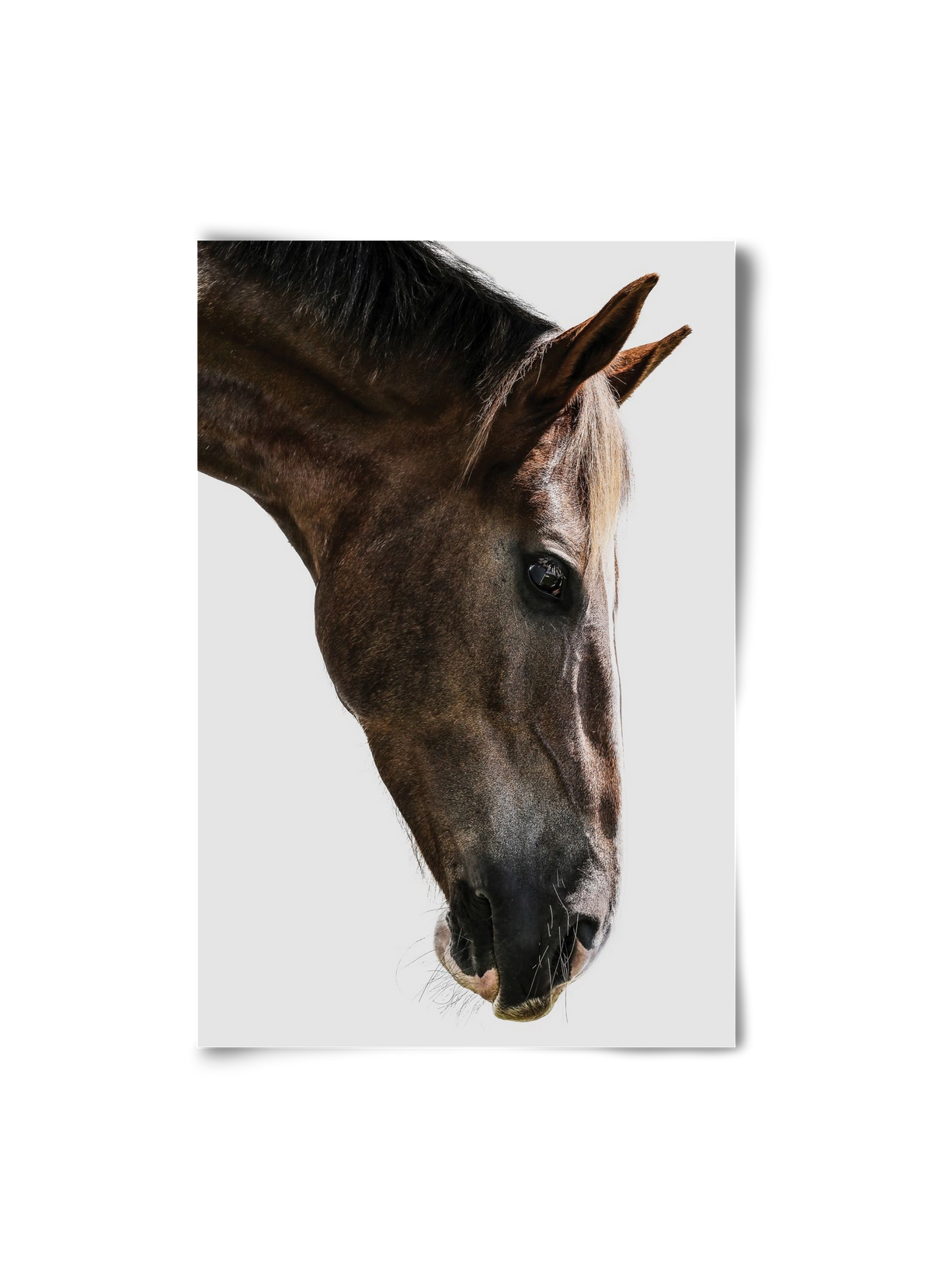 Kalimazoo, 20x30 cm, Keret nélkül