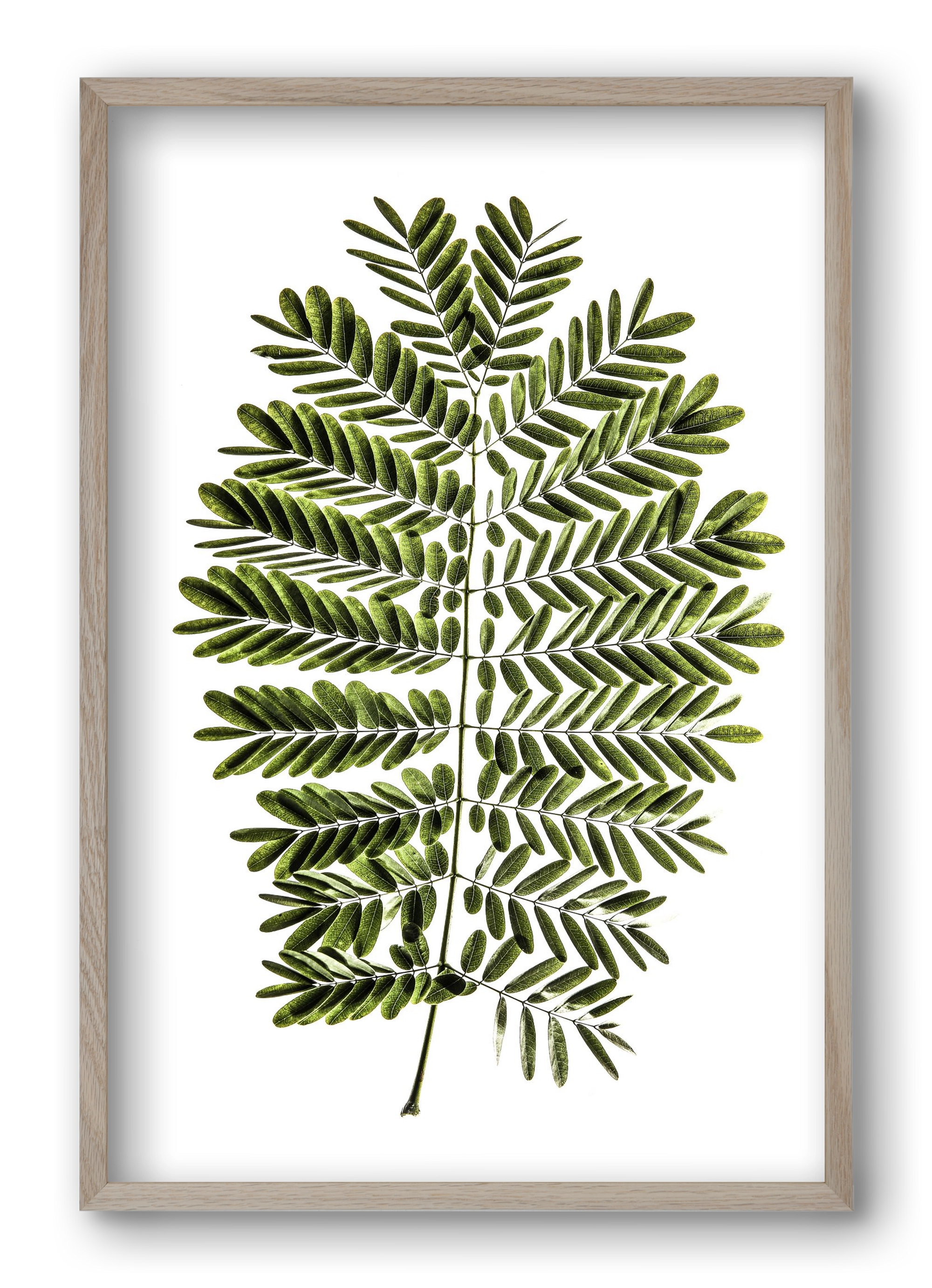Leaf study, 40x60 cm (40x60 cm), Tölgy keret