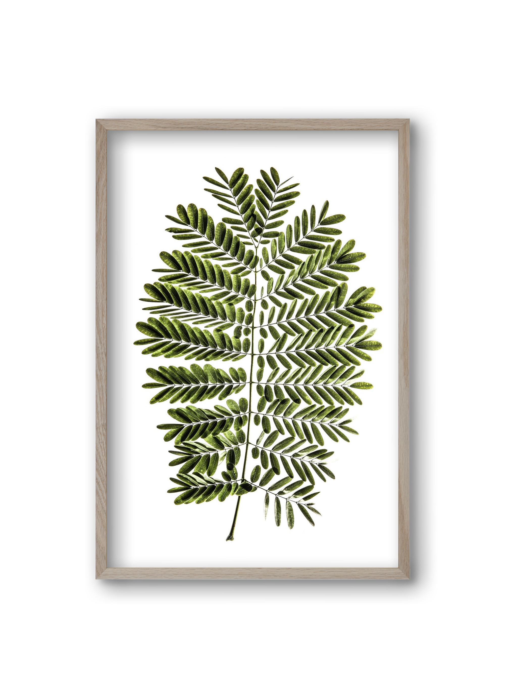 Leaf study, 20x30 cm (20x30 cm), Tölgy keret