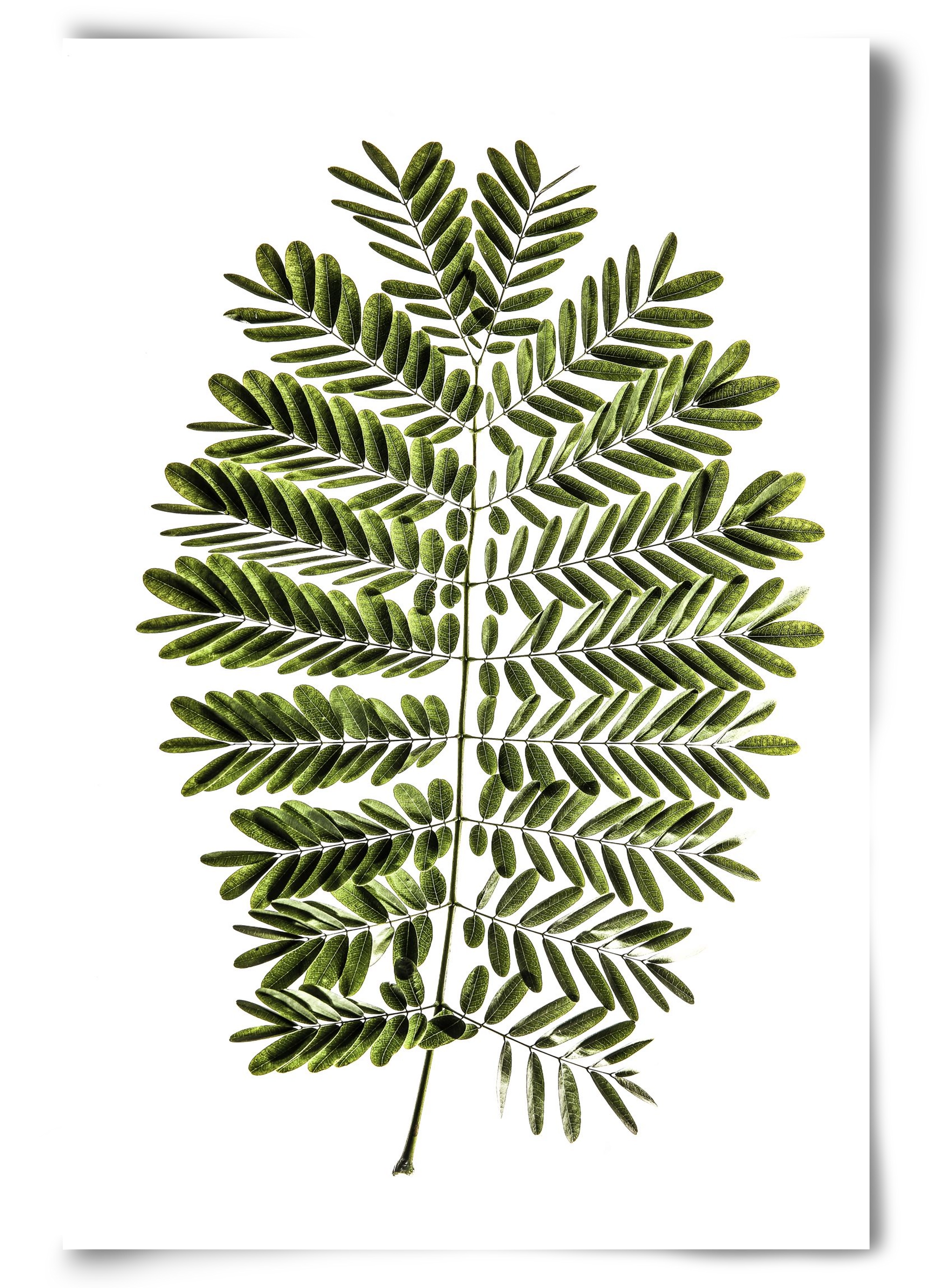Leaf study, 60x90 cm, Keret nélkül