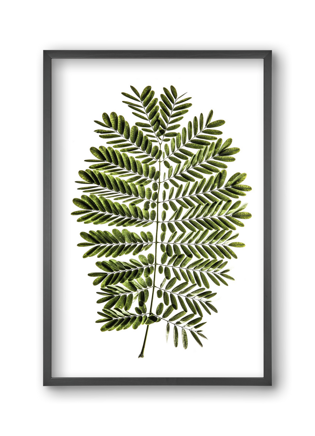 Leaf study, 30x45 cm (30x45 cm), Fekete keret