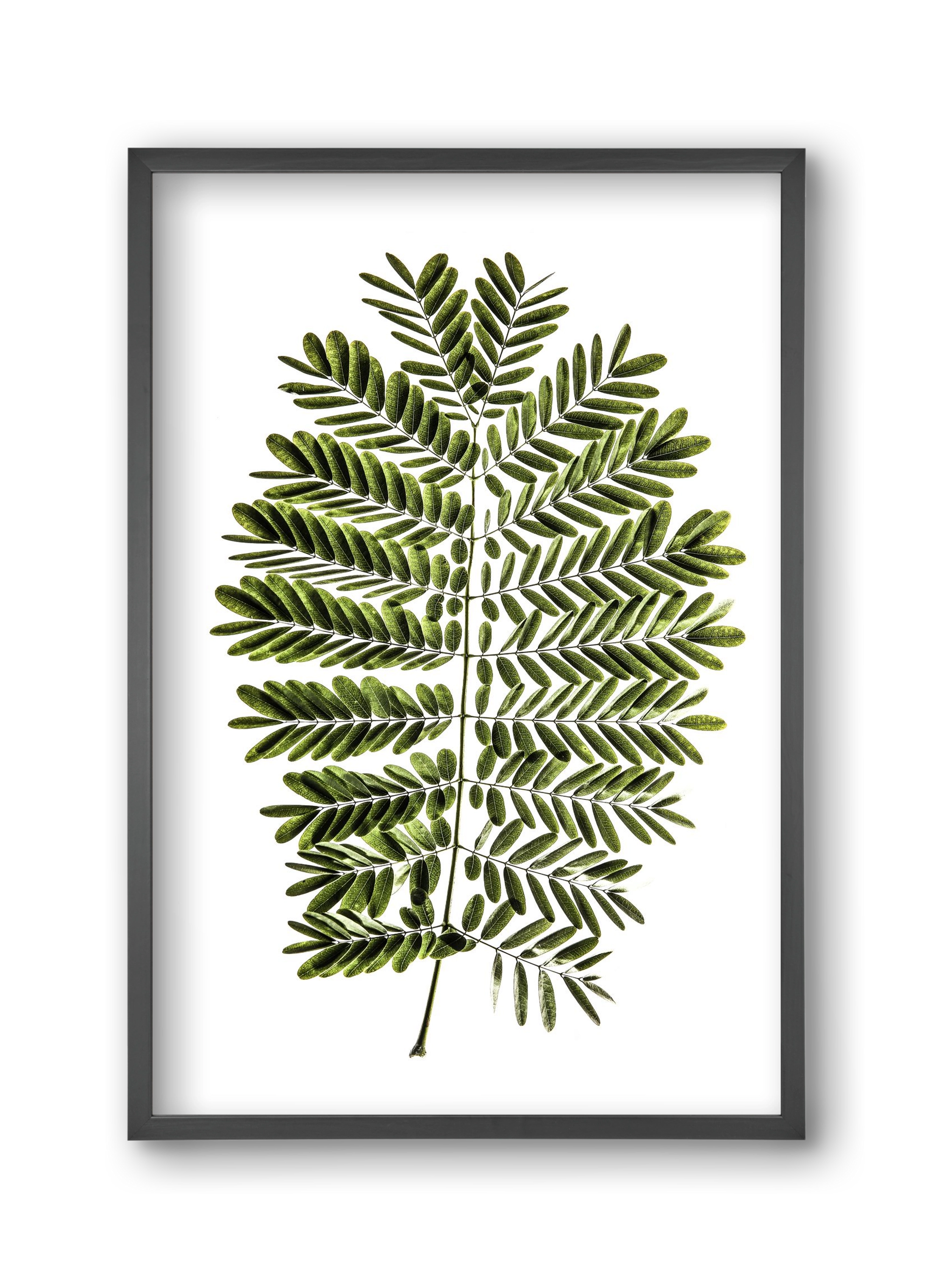 Leaf study, 30x45 cm (30x45 cm), Fekete keret