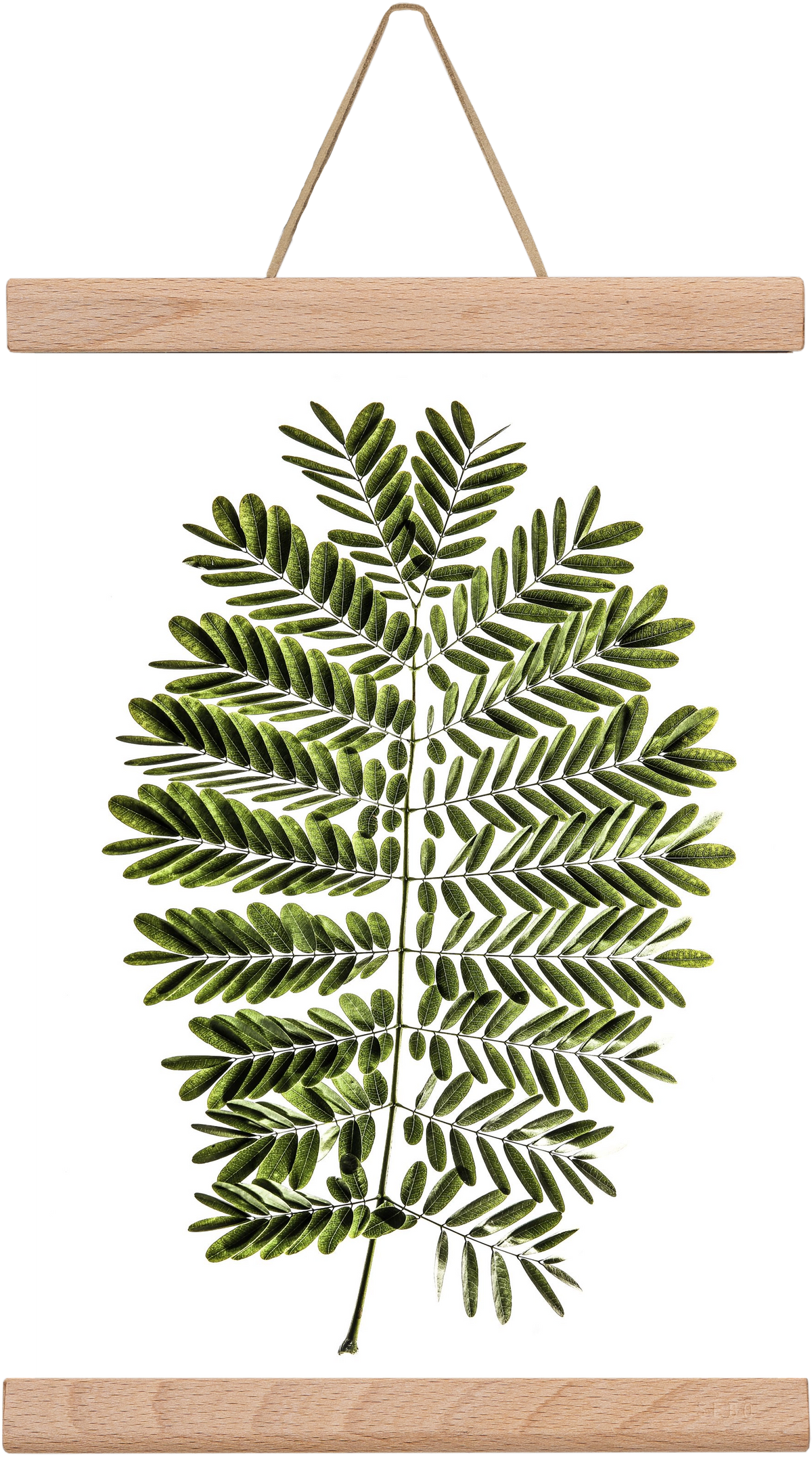 Leaf study, 20x30 cm (20x30 cm), Tölgy akasztó