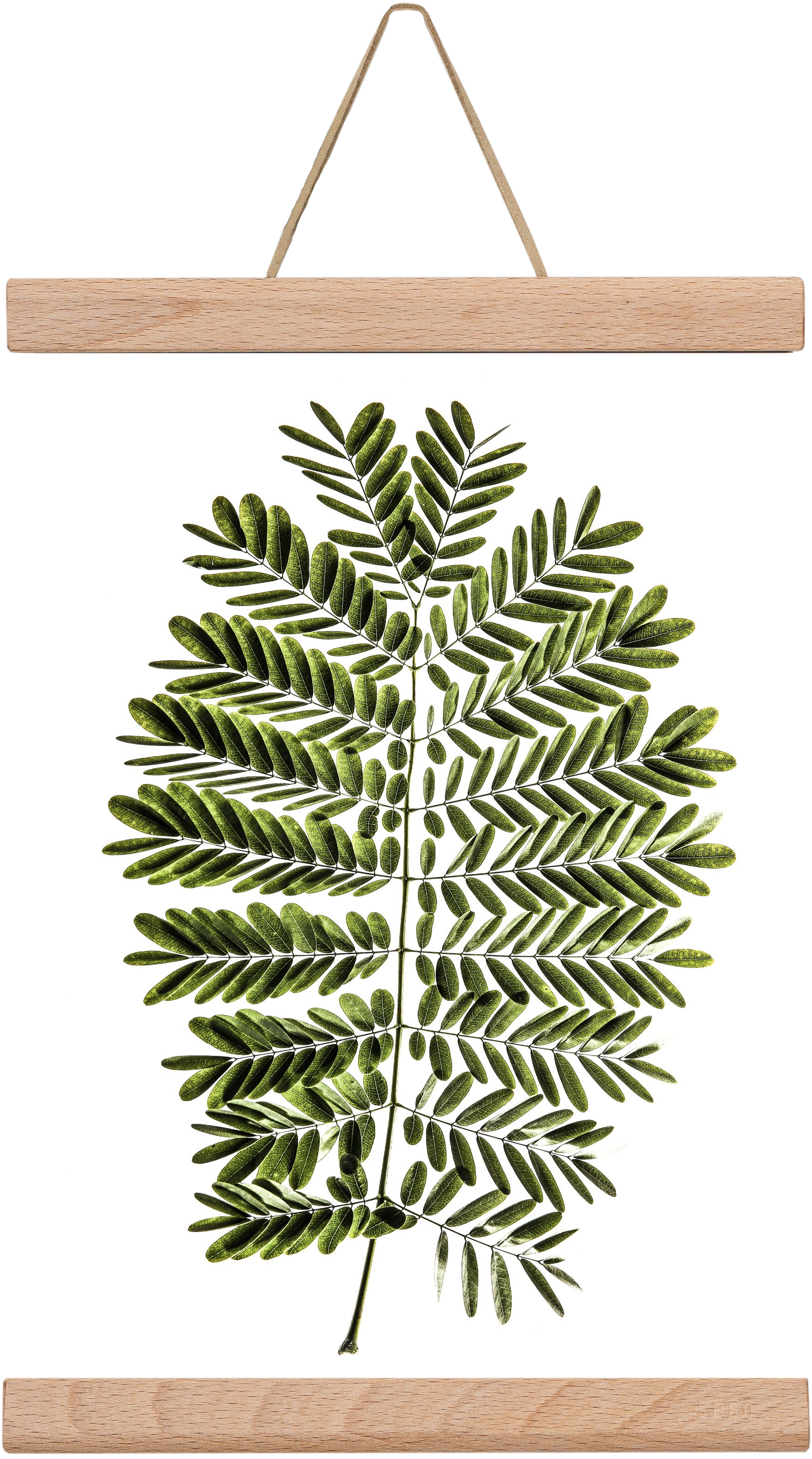 Leaf study, 20x30 cm (20x30 cm), Tölgy akasztó