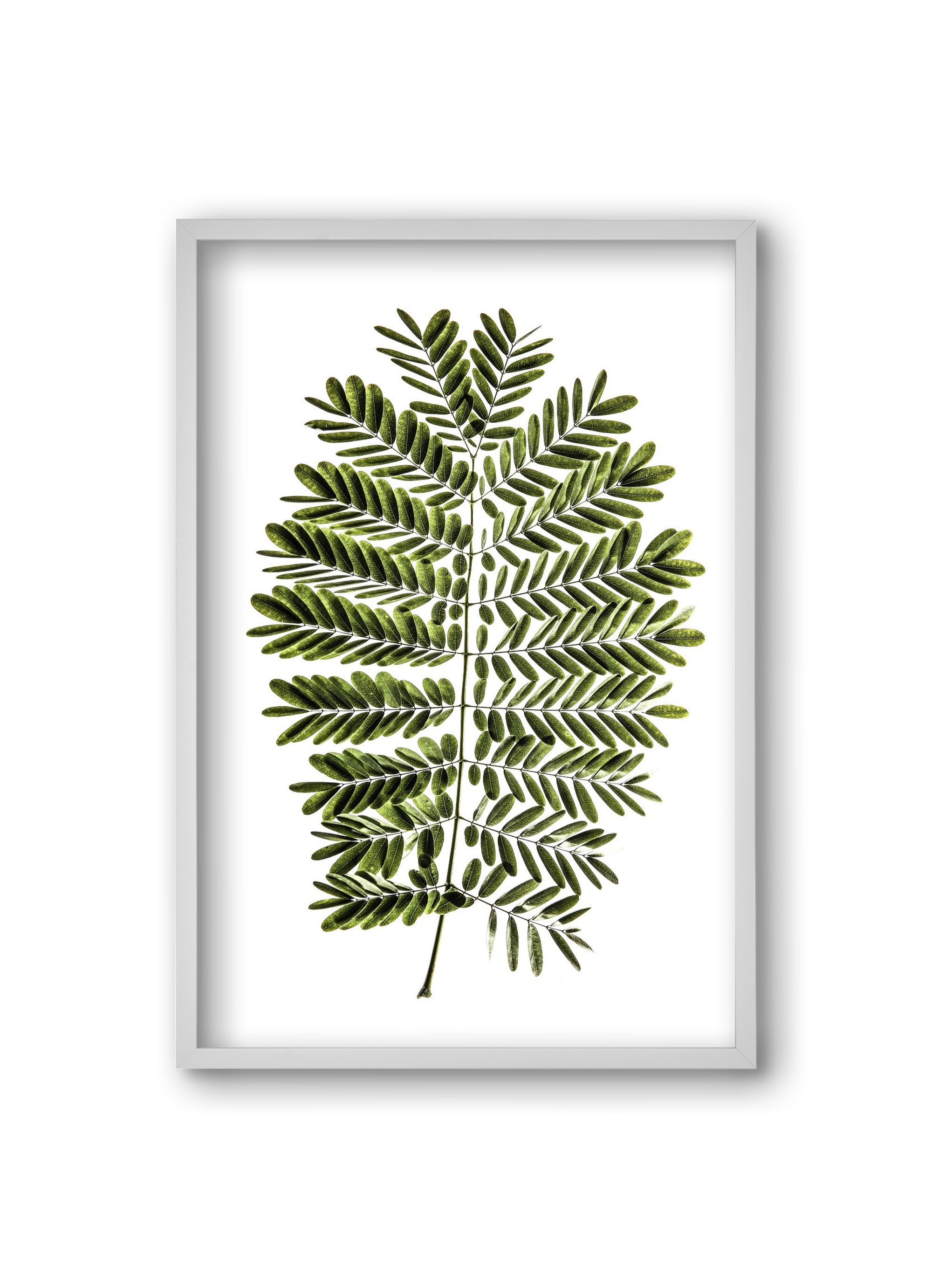 Leaf study, 20x30 cm (20x30 cm), Fehér keret