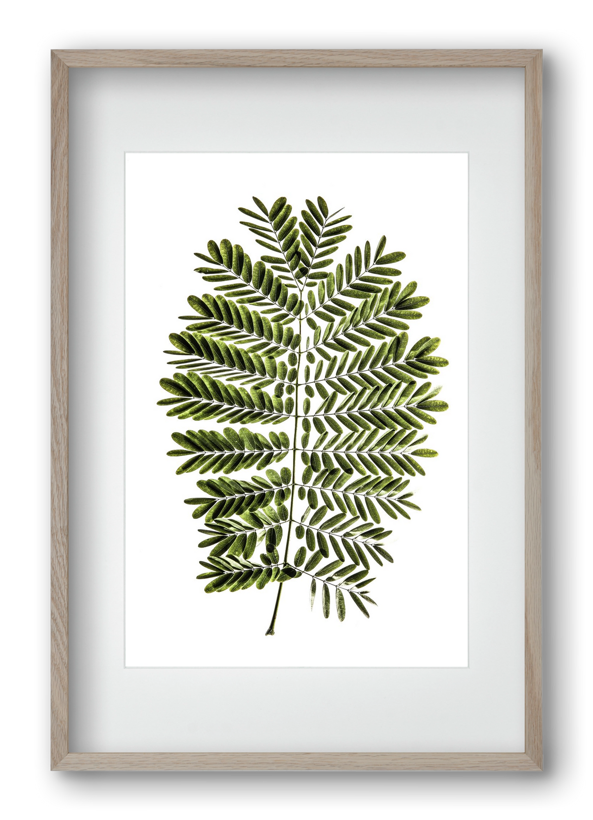 Leaf study, 40x60 cm (30x45 cm), Tölgy keret, paszpartuval