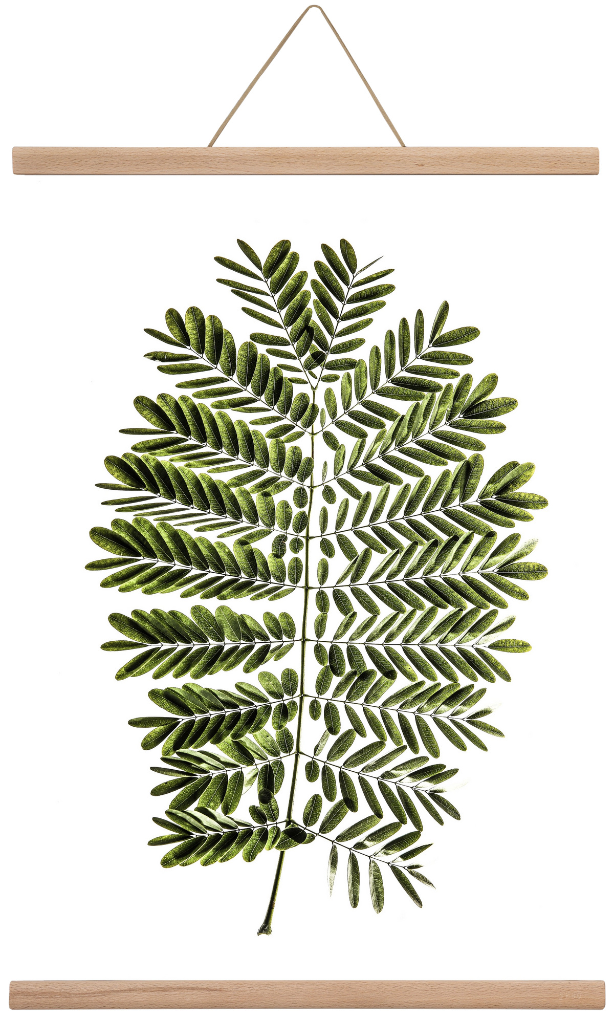 Leaf study, 40x60 cm (40x60 cm), Tölgy akasztó