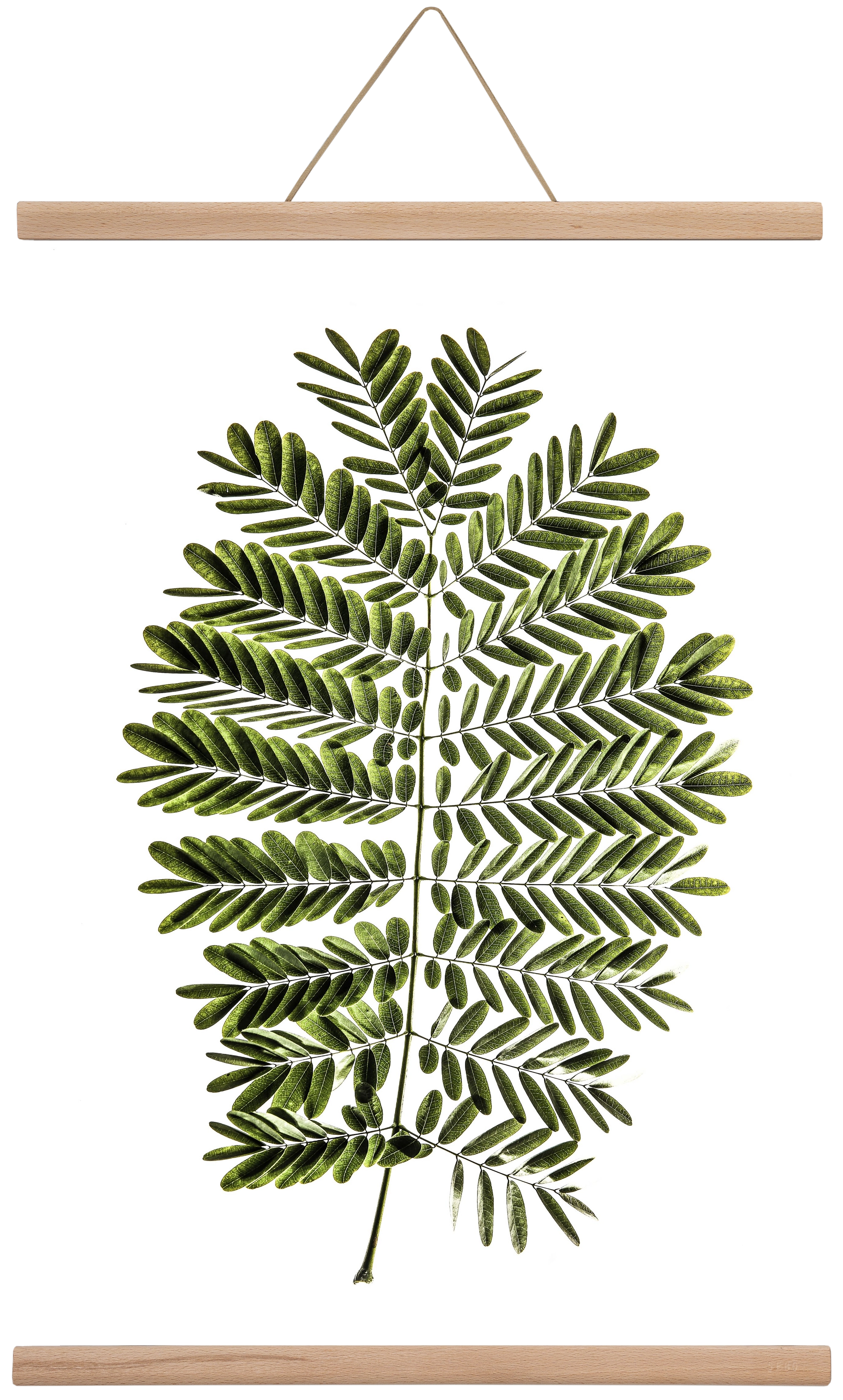 Leaf study, 40x60 cm (40x60 cm), Tölgy akasztó