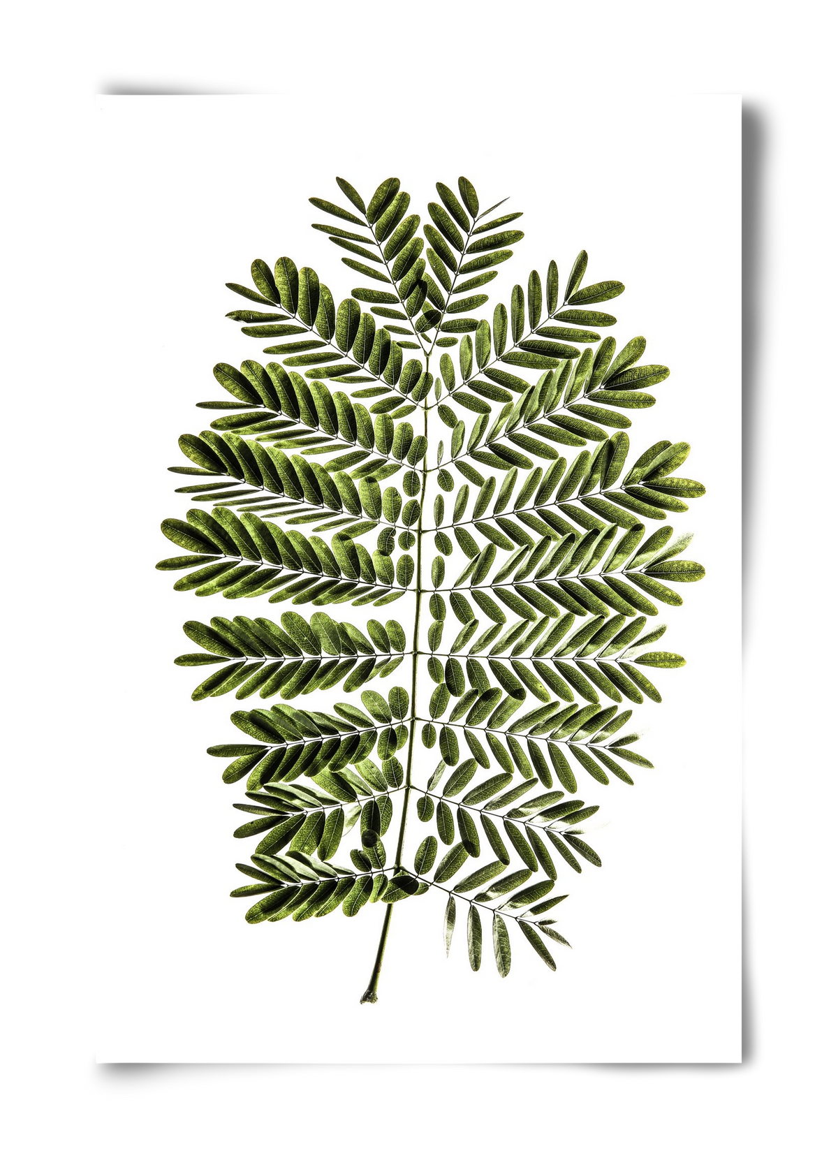 Leaf study, 40x60 cm, Keret nélkül