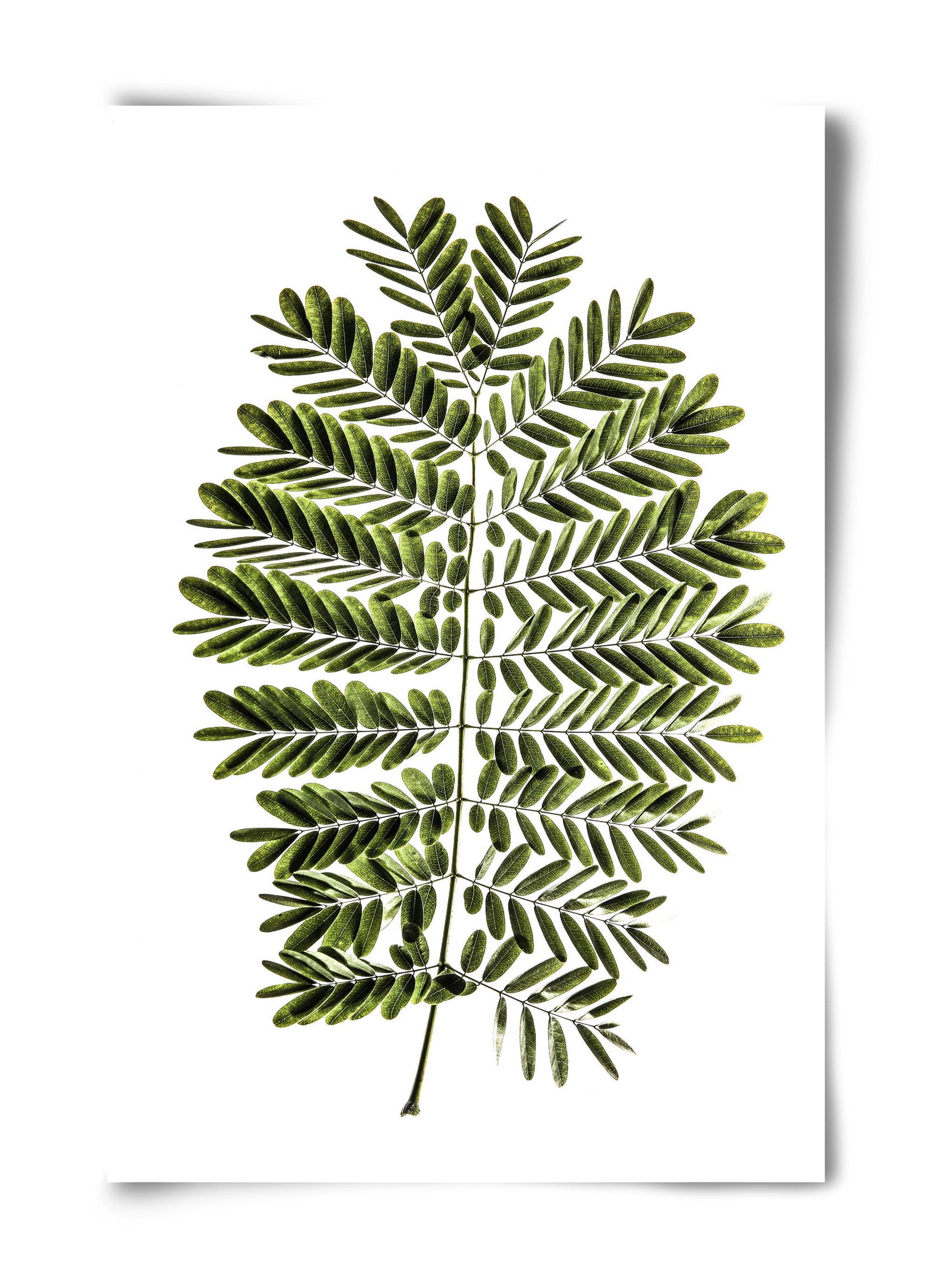 Leaf study, 40x60 cm, Keret nélkül