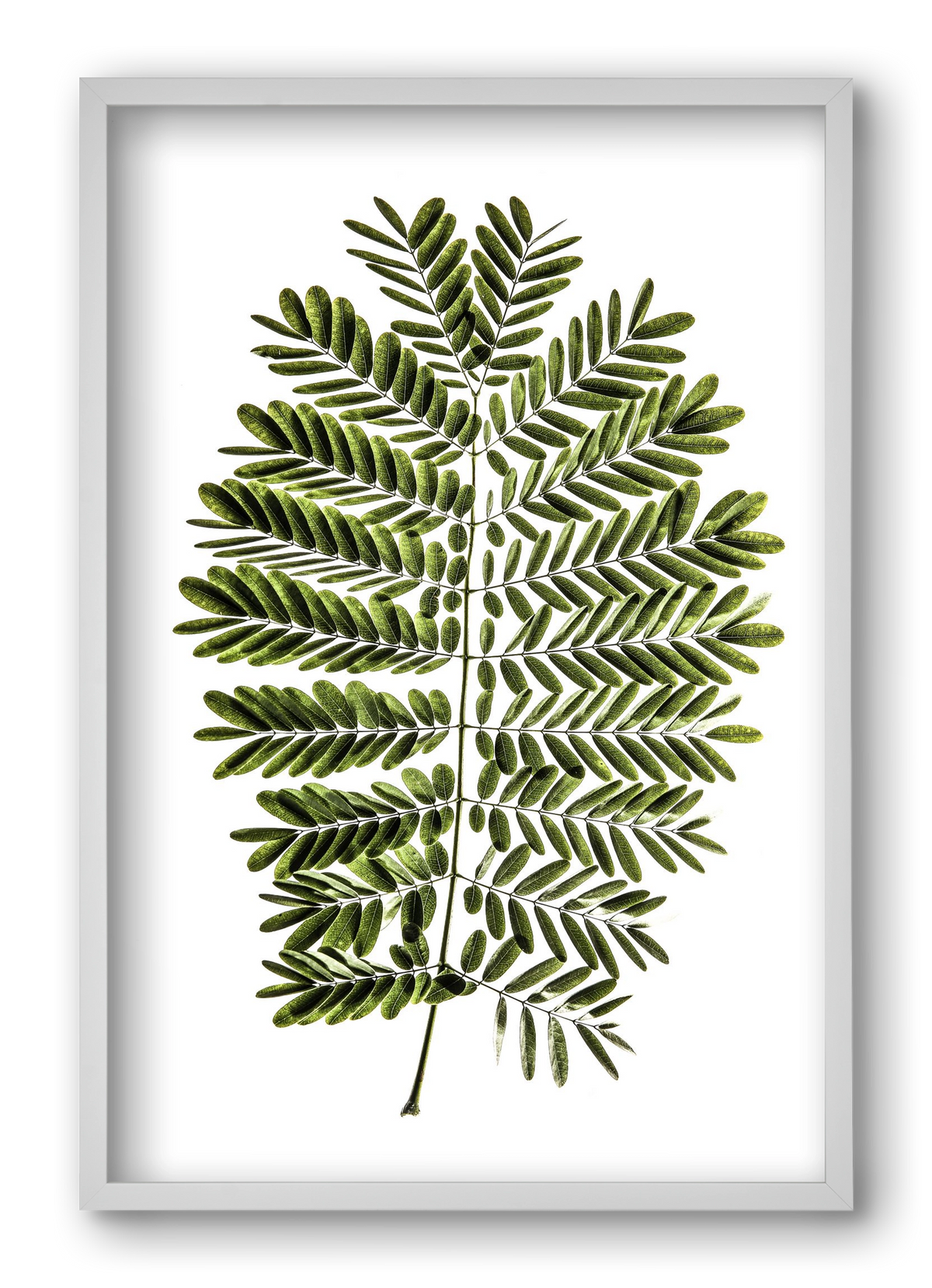 Leaf study, 40x60 cm (40x60 cm), Fehér keret