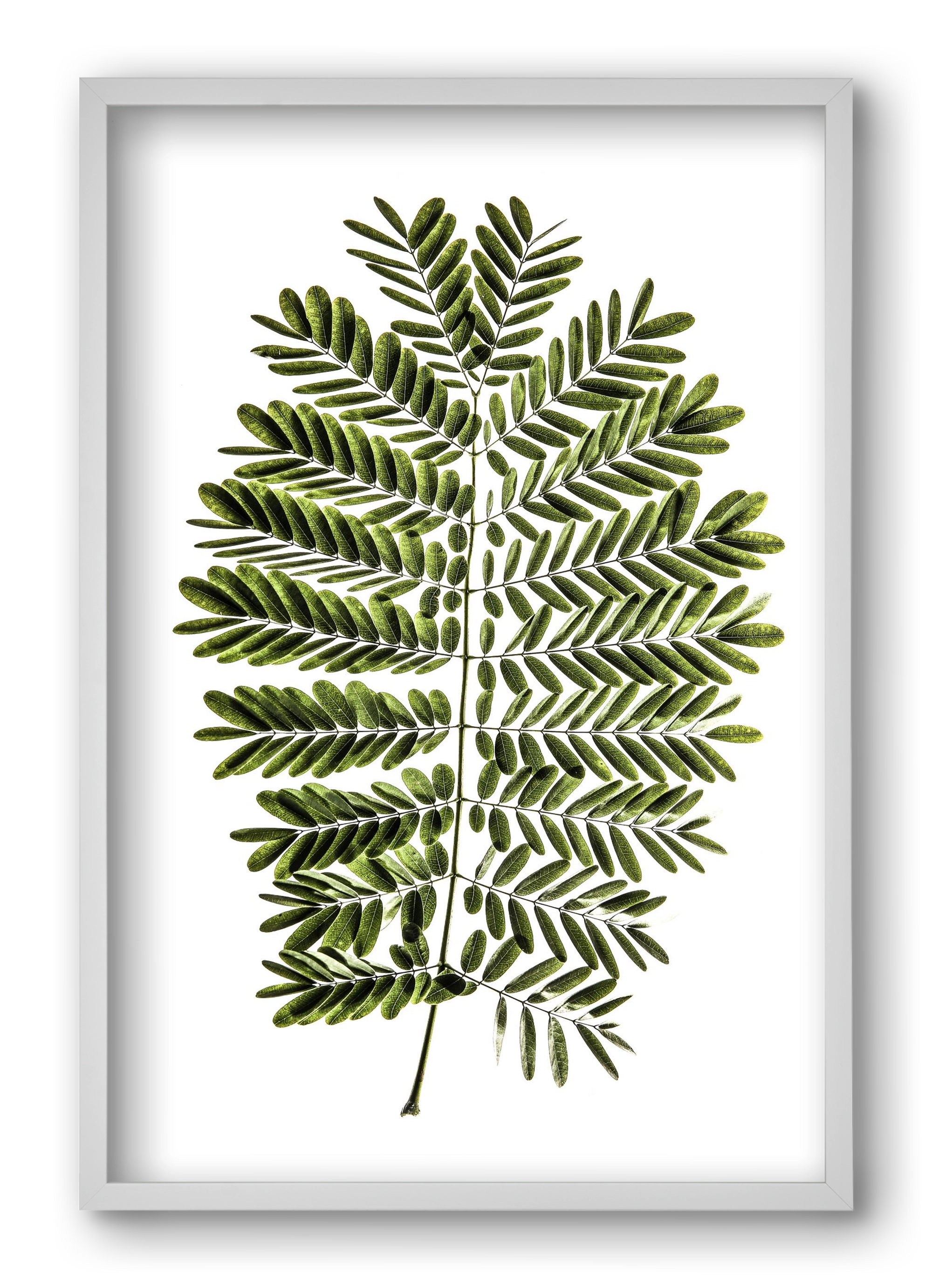 Leaf study, 40x60 cm (40x60 cm), Fehér keret