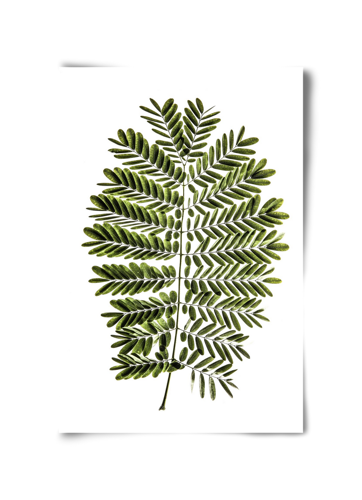 Leaf study, 30x45 cm, Keret nélkül